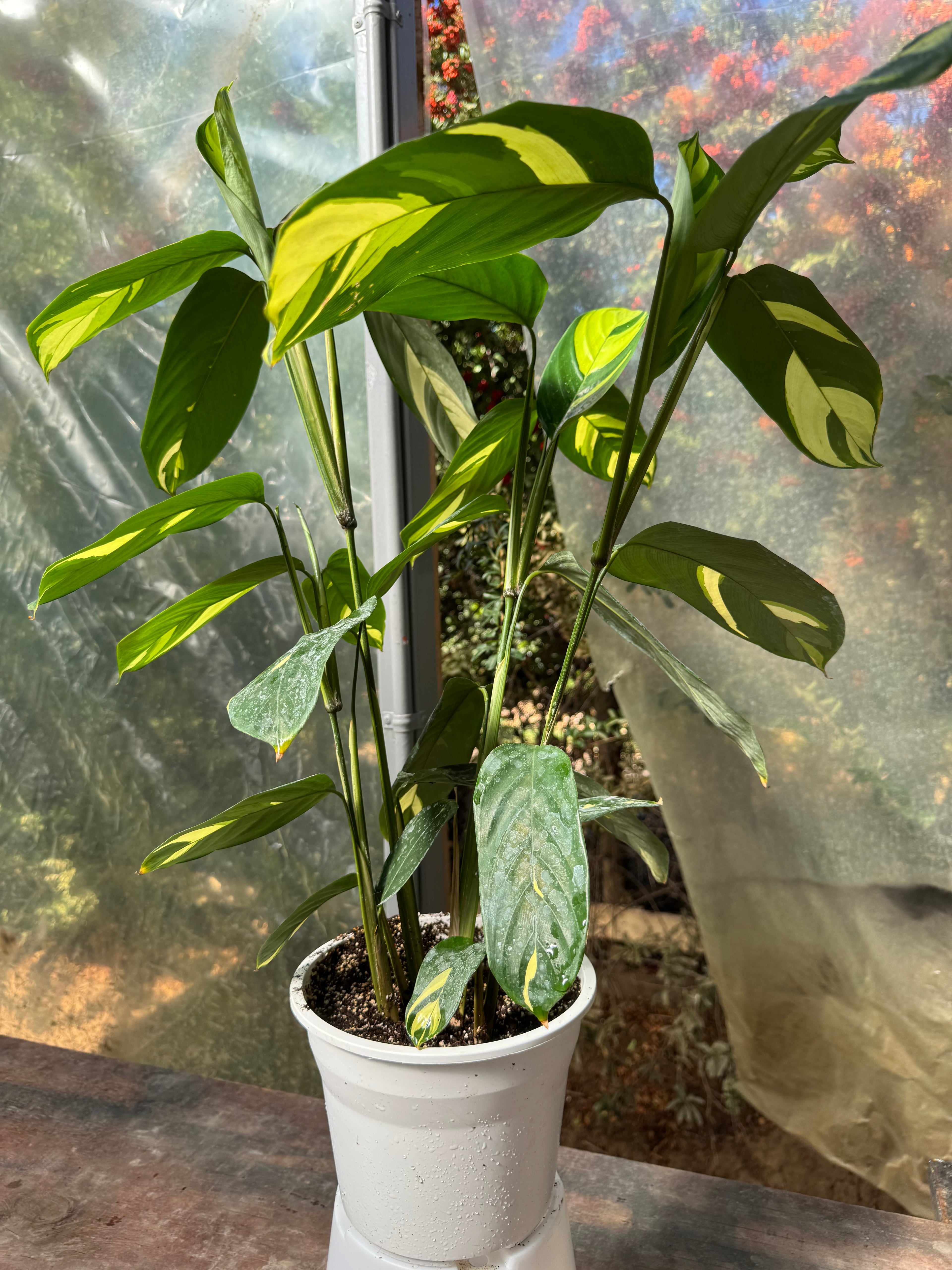 Calathea Lubersianna