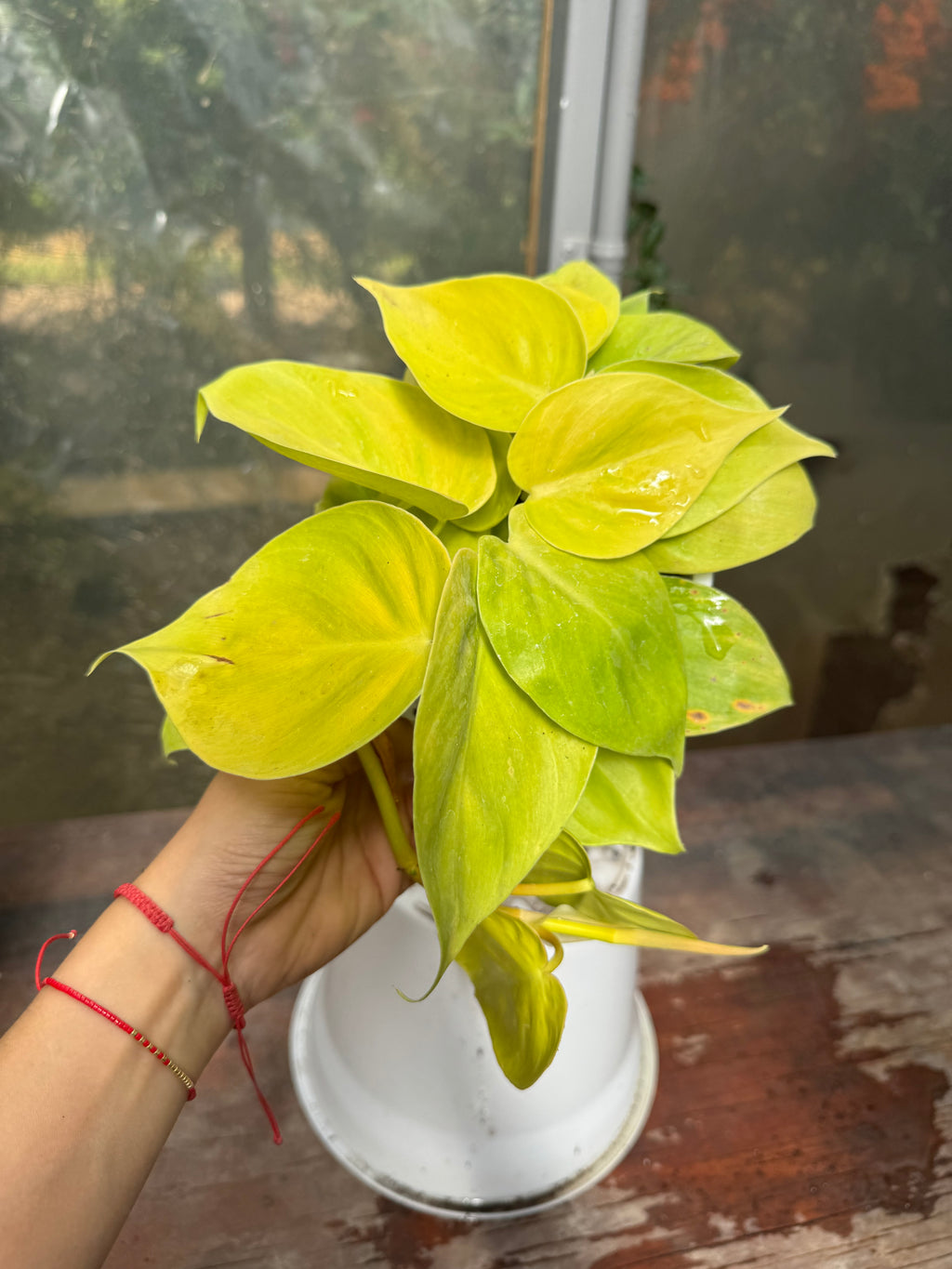 Cordatum Lemon M