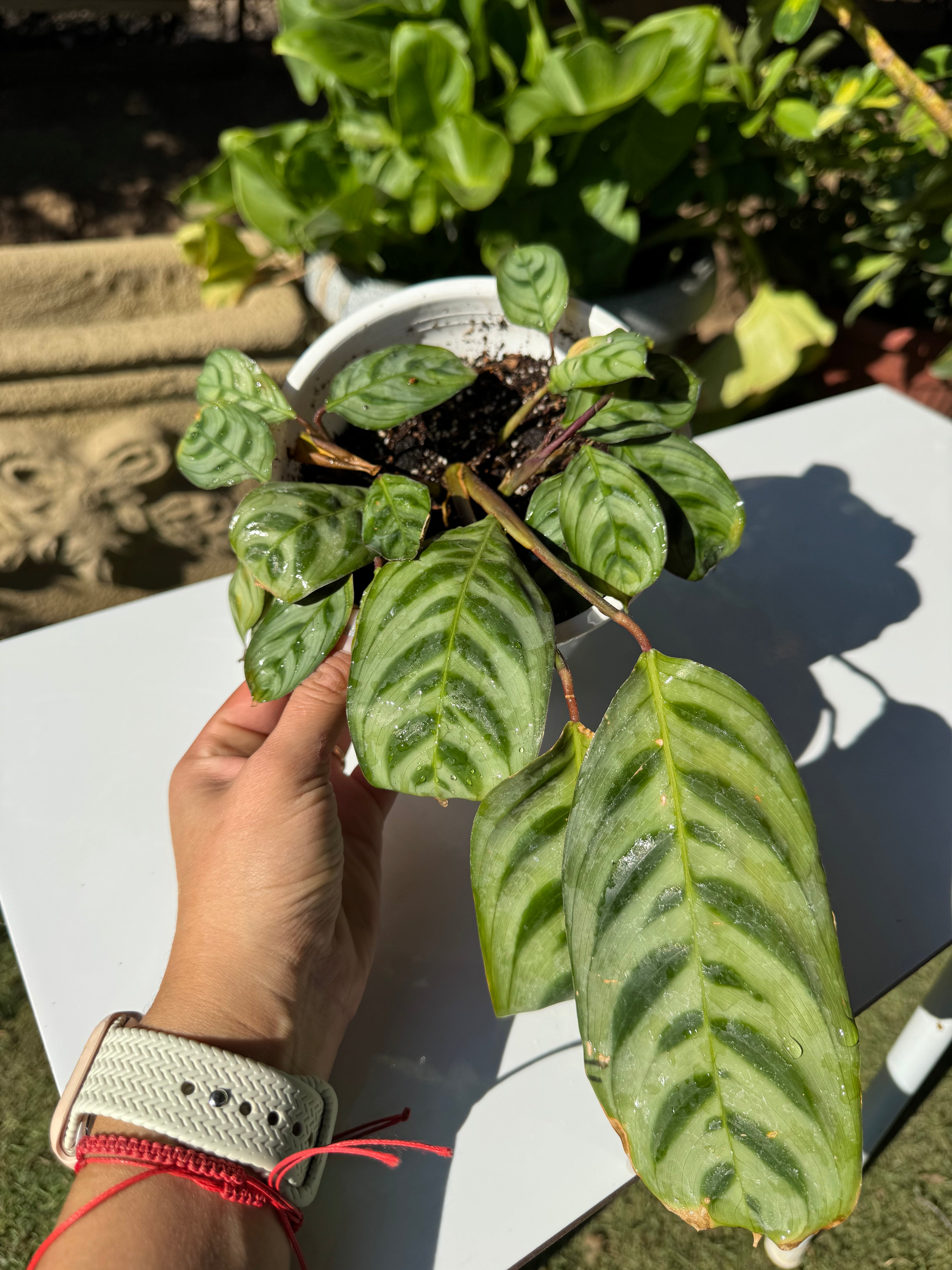 Calathea Burle Marxii