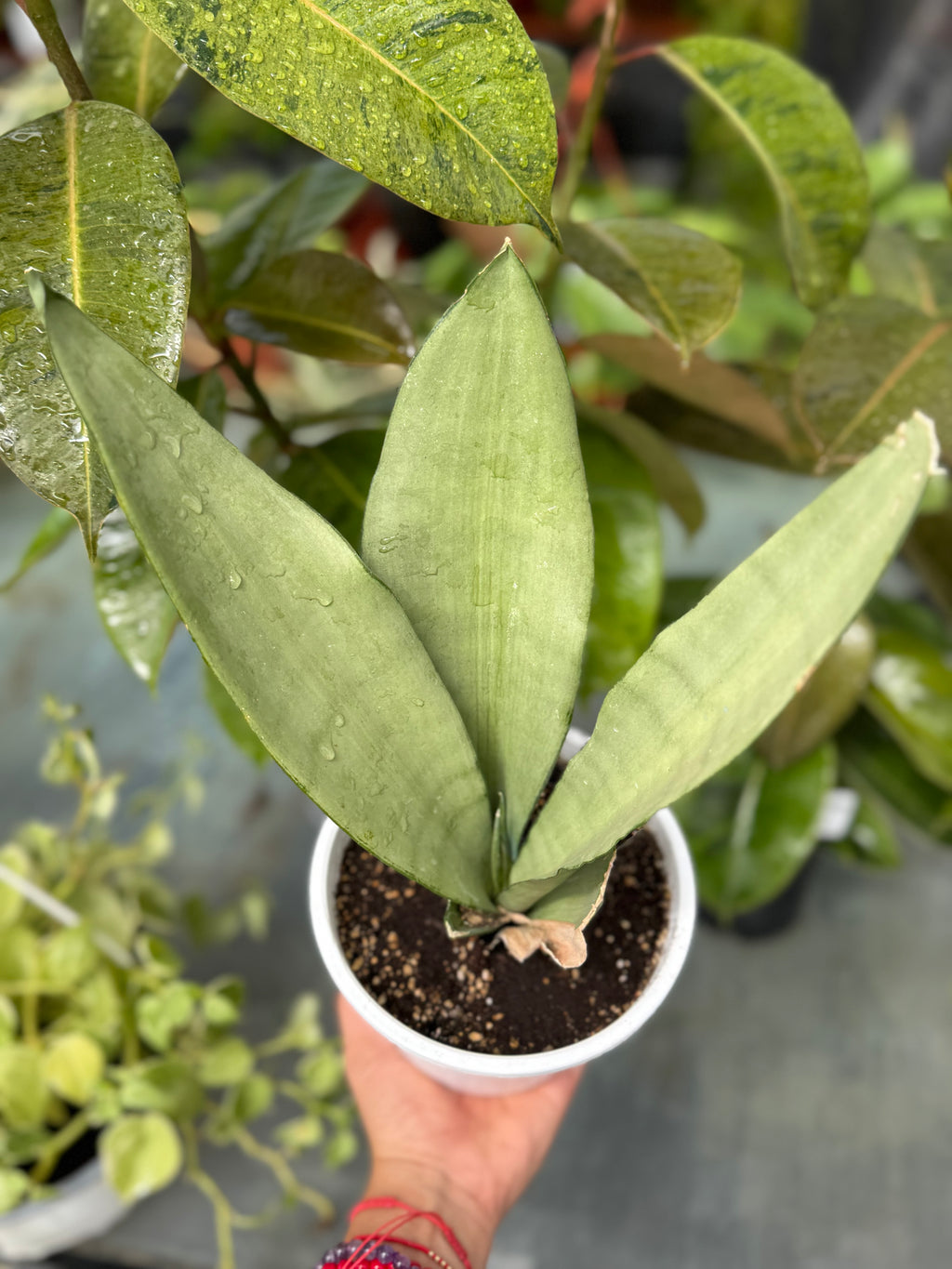 Sansevieria Moonshine