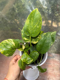 Pothus Golden