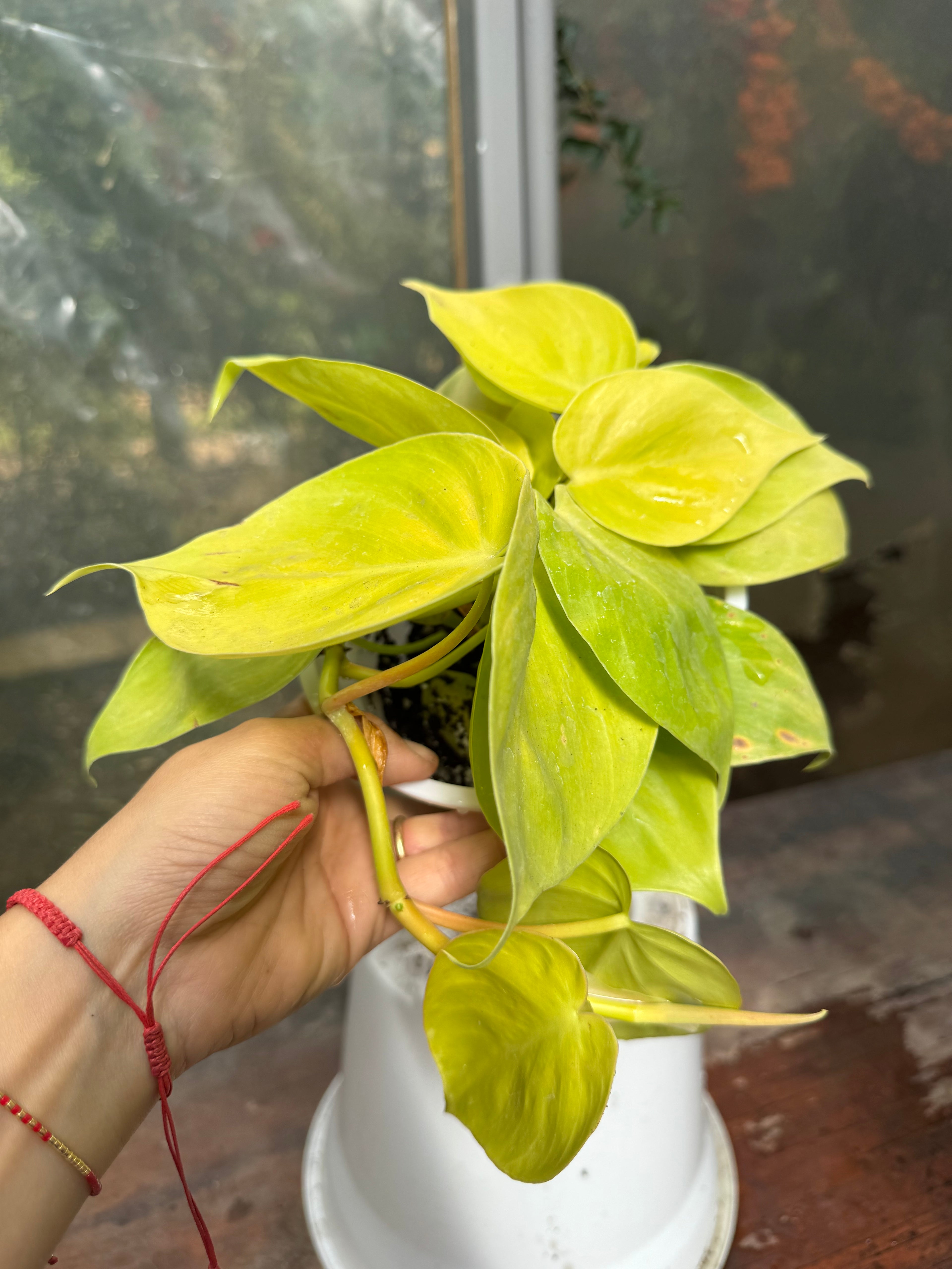 Cordatum Lemon M