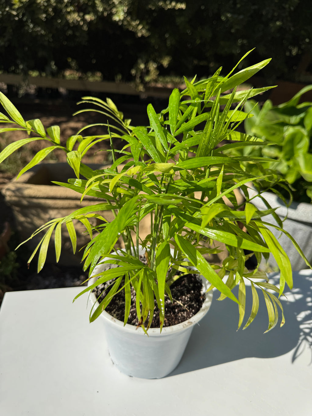 Chamadorea Elegans S