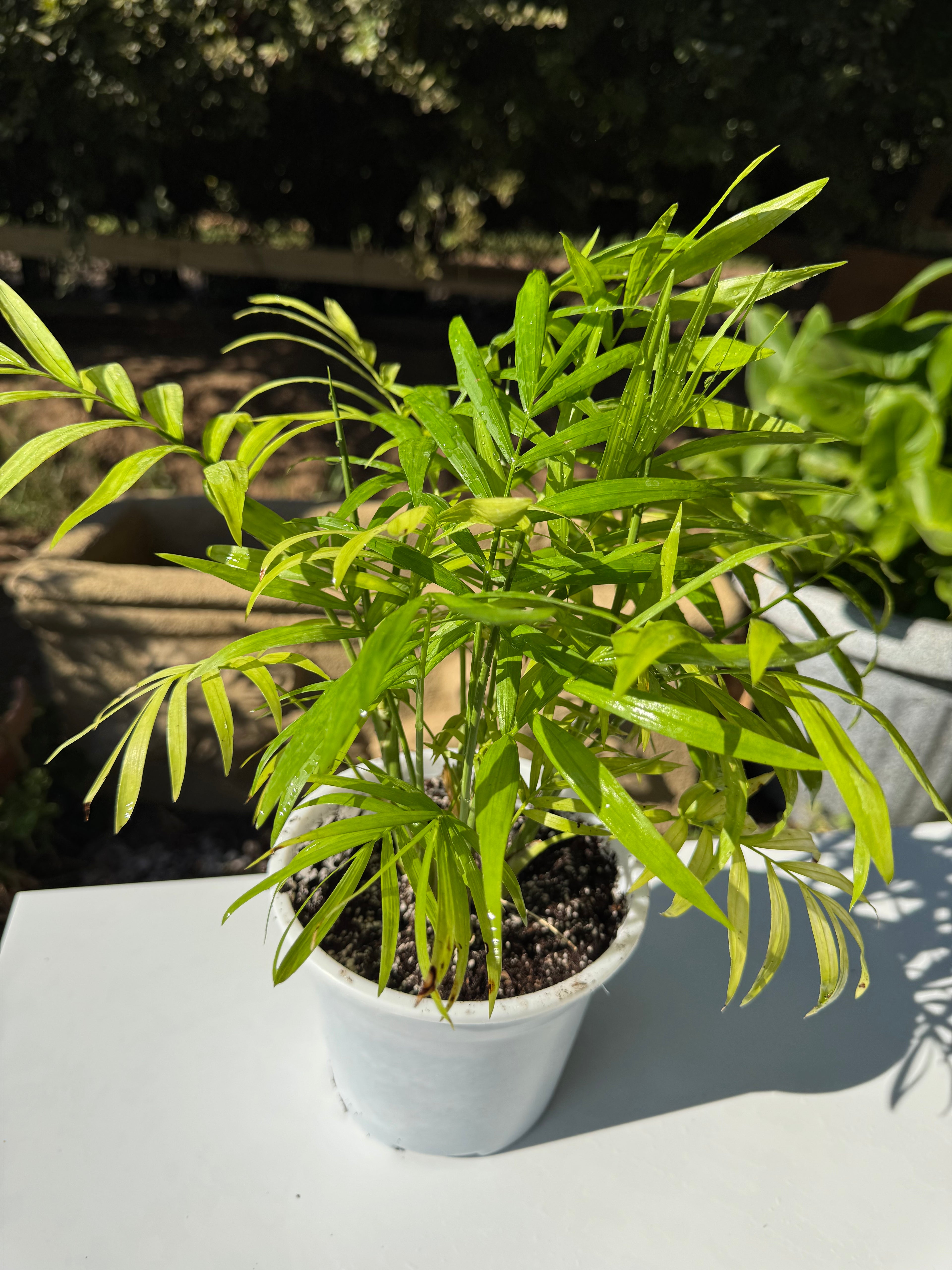 Chamadorea Elegans S