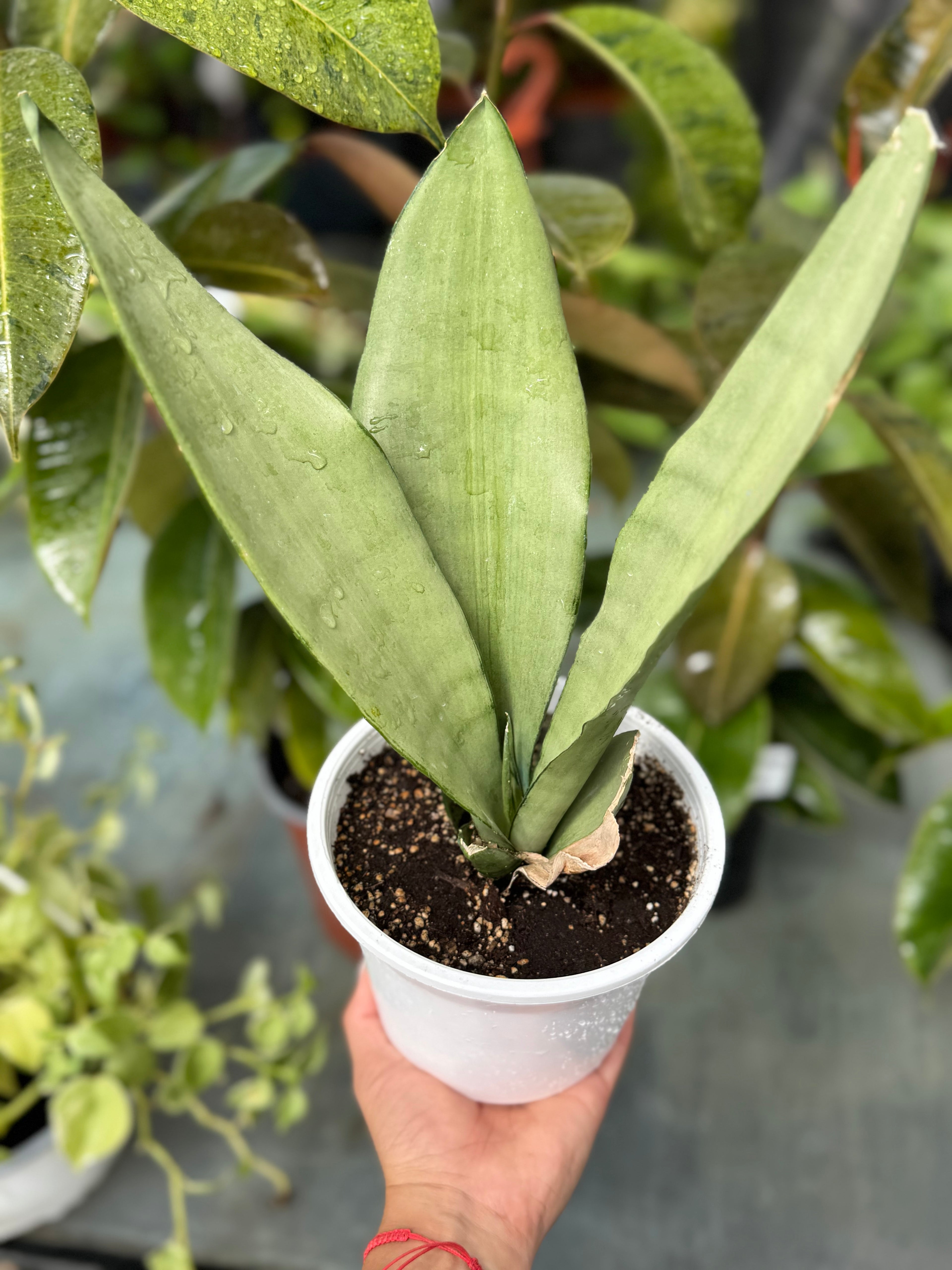 Sansevieria Moonshine