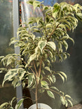 Ficus Hawaii
