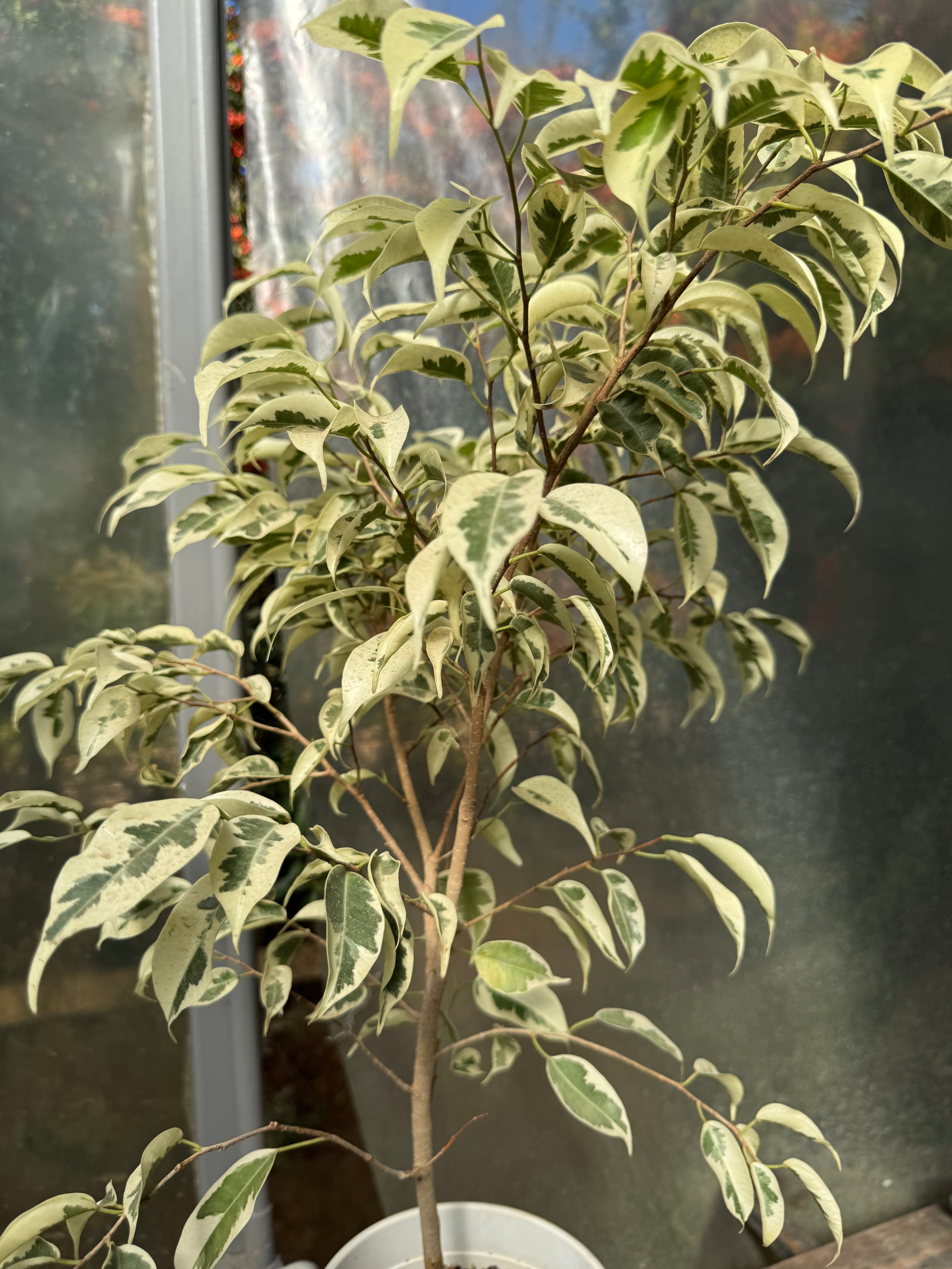 Ficus Hawaii