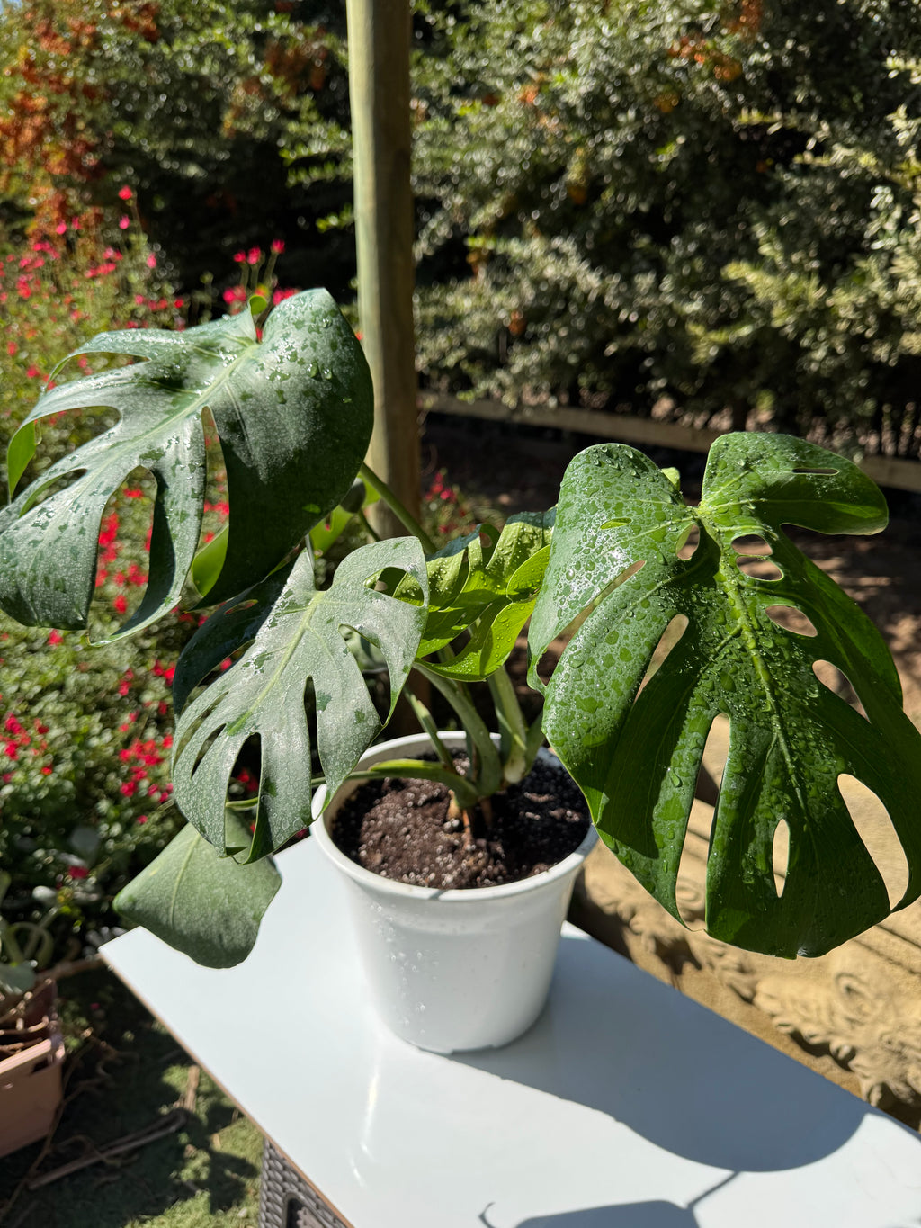 Monstera Deliciosa M