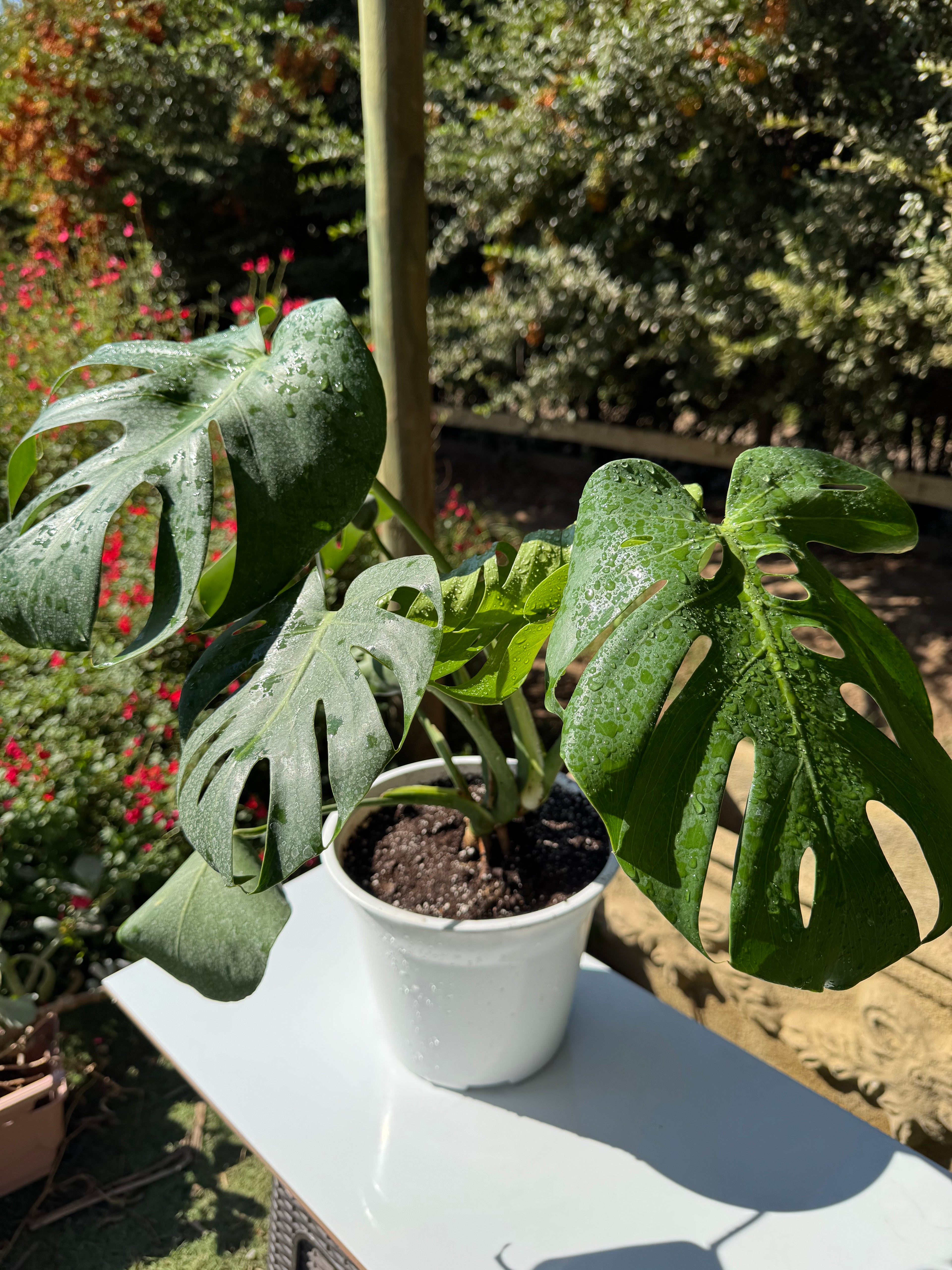Monstera deliciosa S