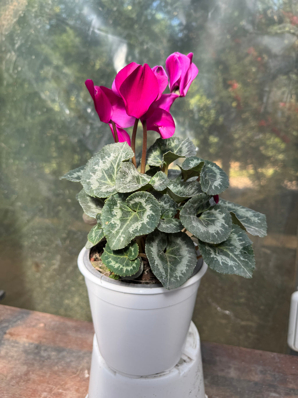 Violeta de Persia