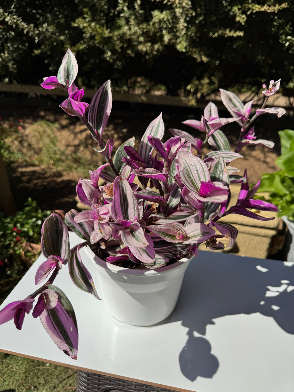Tradescantia Nanouk L