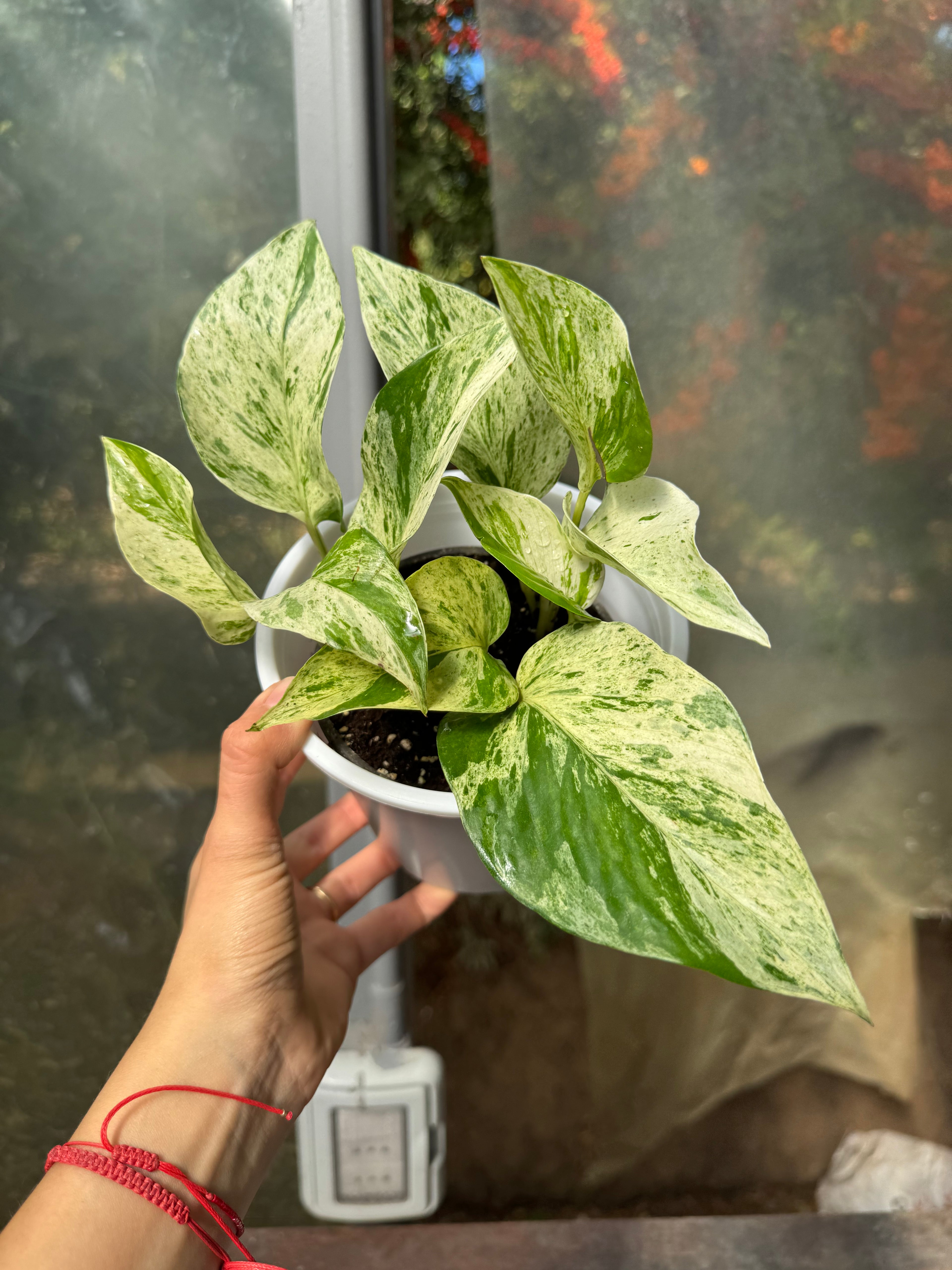 Pothus Marble Queen