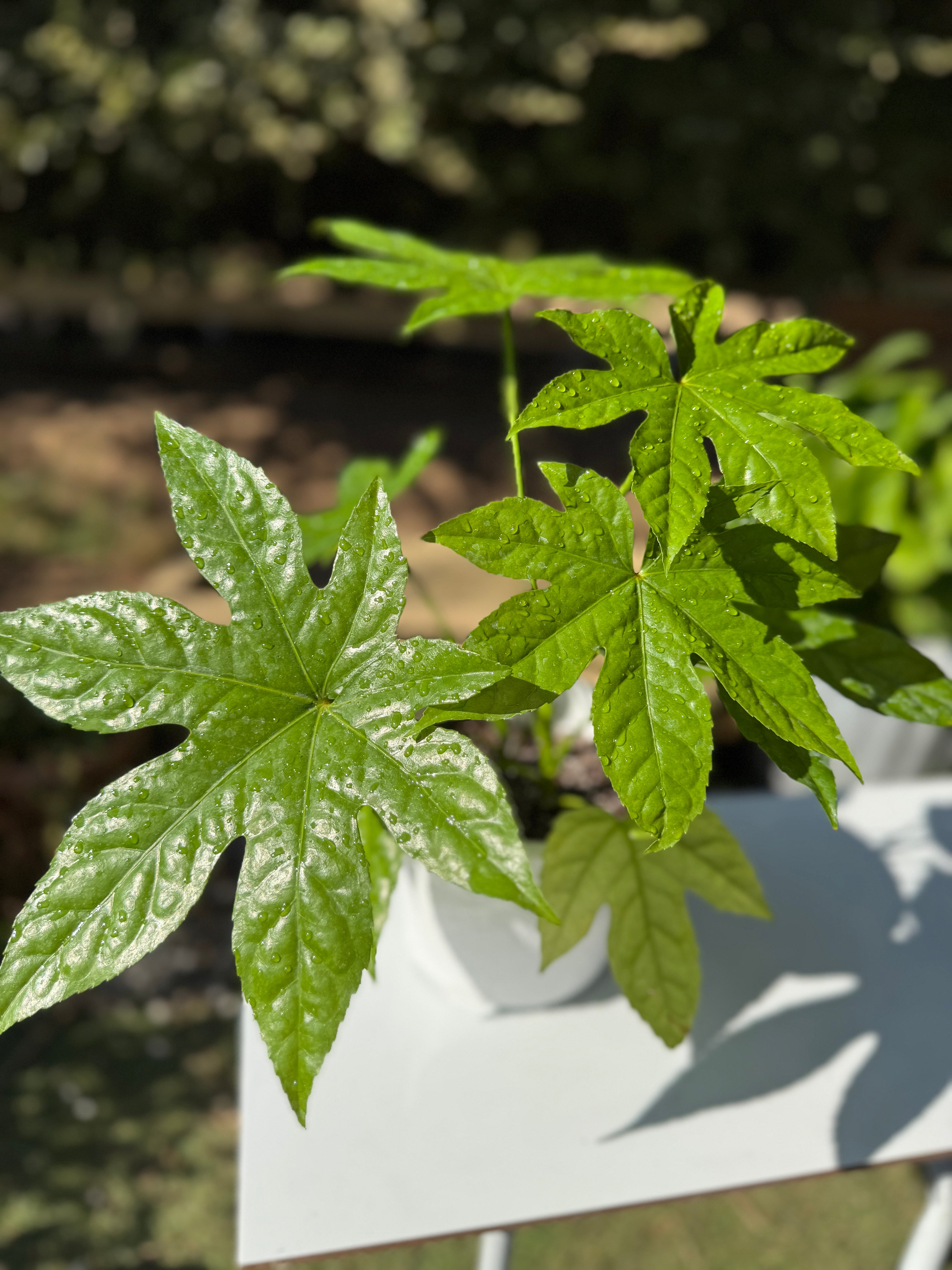Aralia Japonica doble