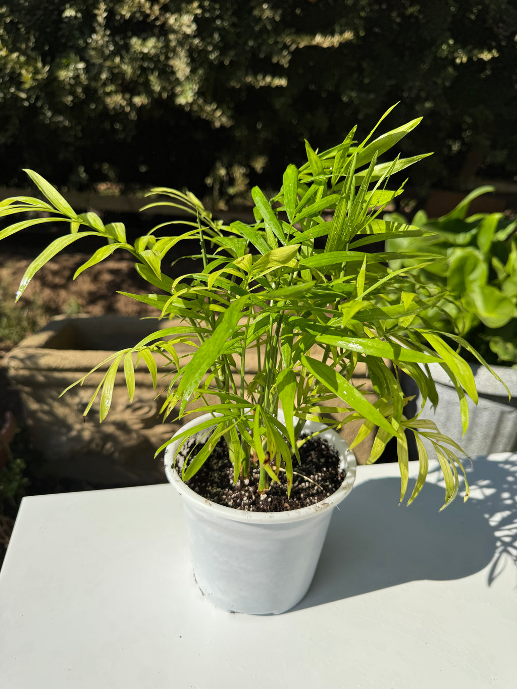 Chamadorea Elegans S
