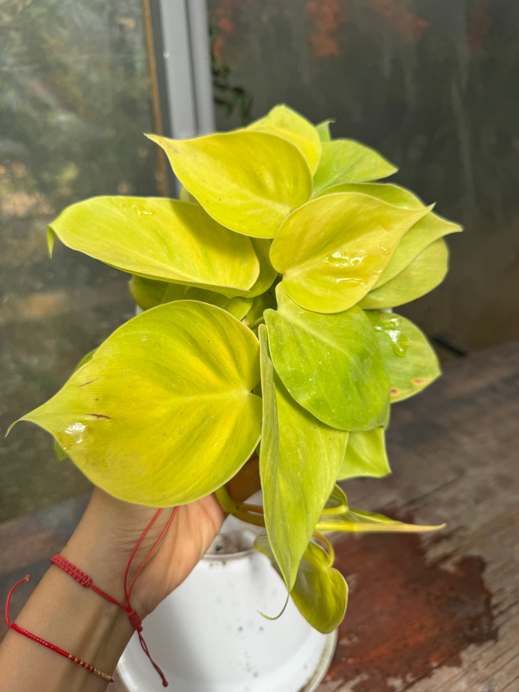 Cordatum Lemon M