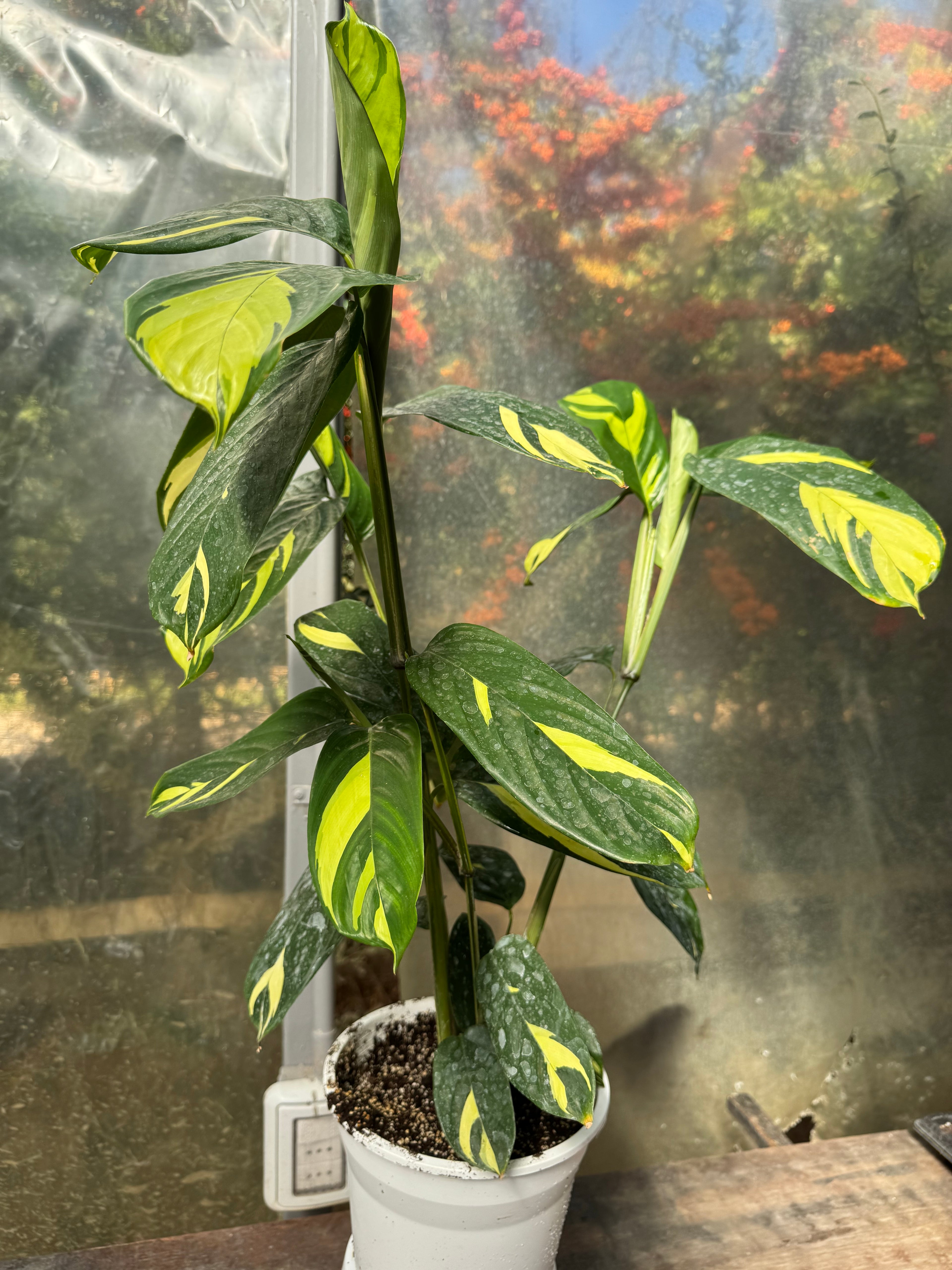 Calathea Lubersianna