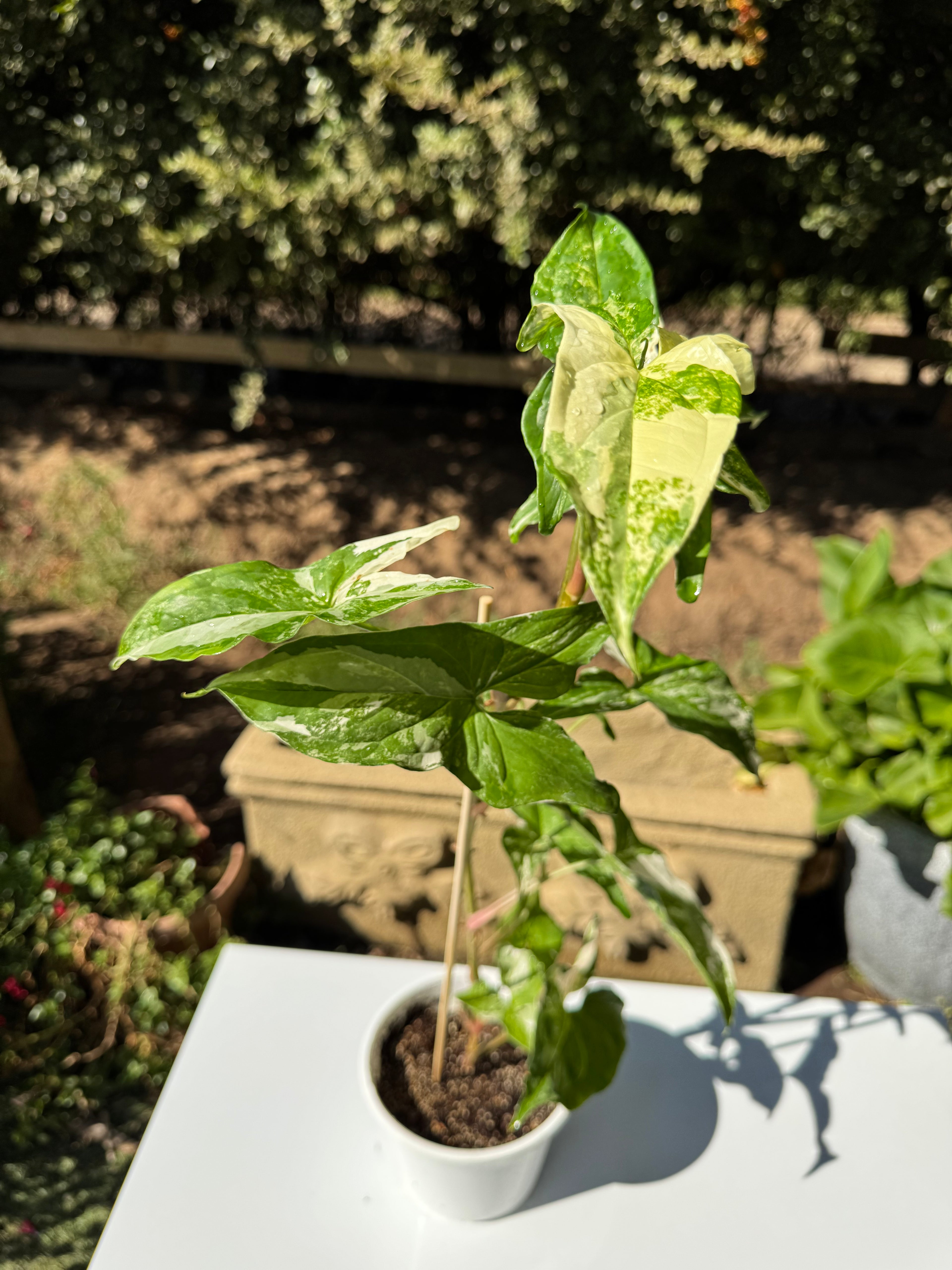 Singonio Variegado