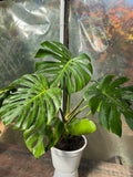 Monstera Deliciosa XL