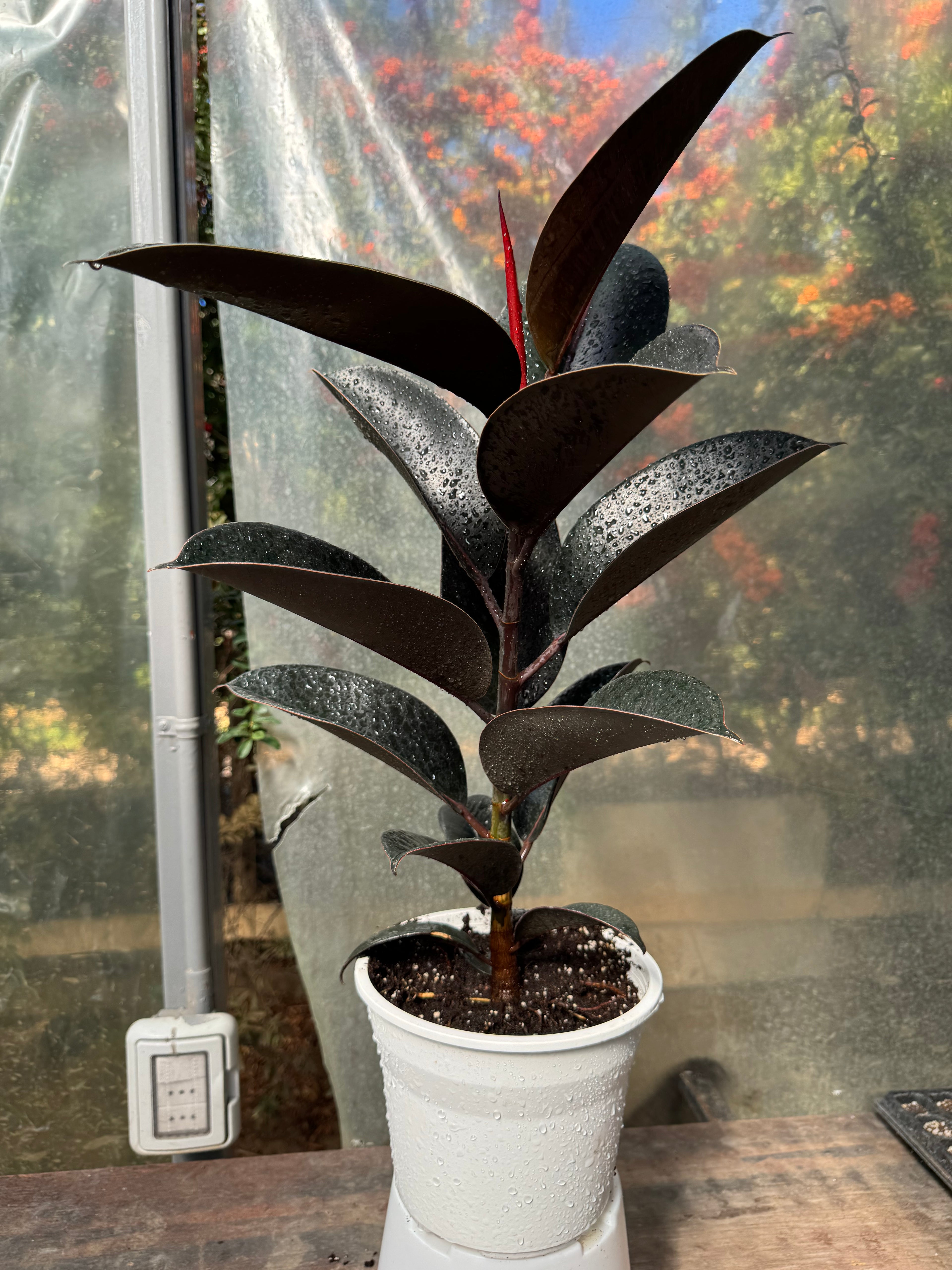 Gomero Burgundy