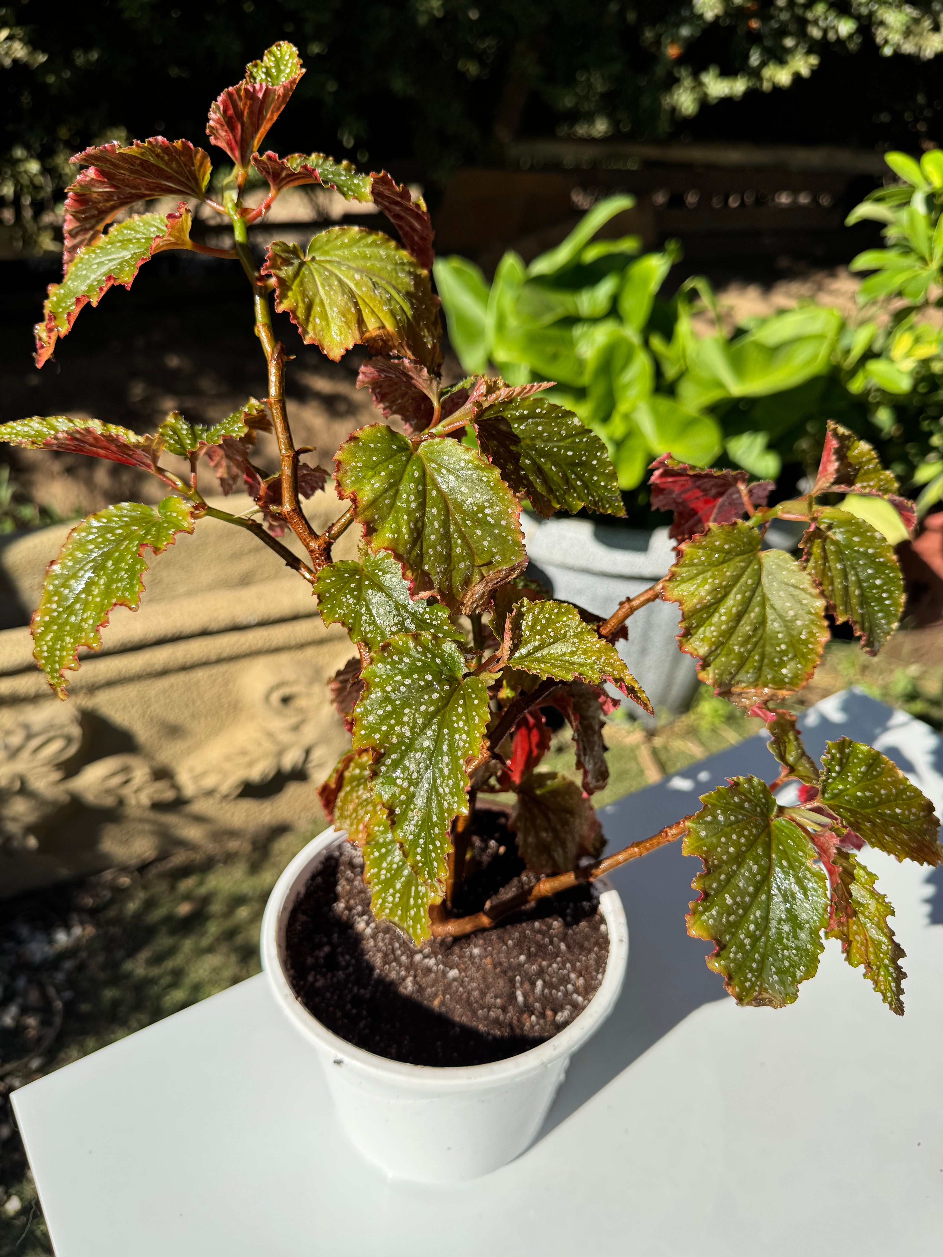 Begonia Alita de Ángel
