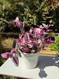 Tradescantia Nanouk L