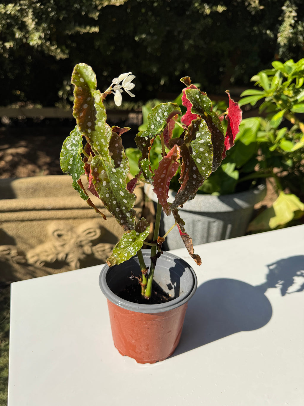 Begonia Maculata