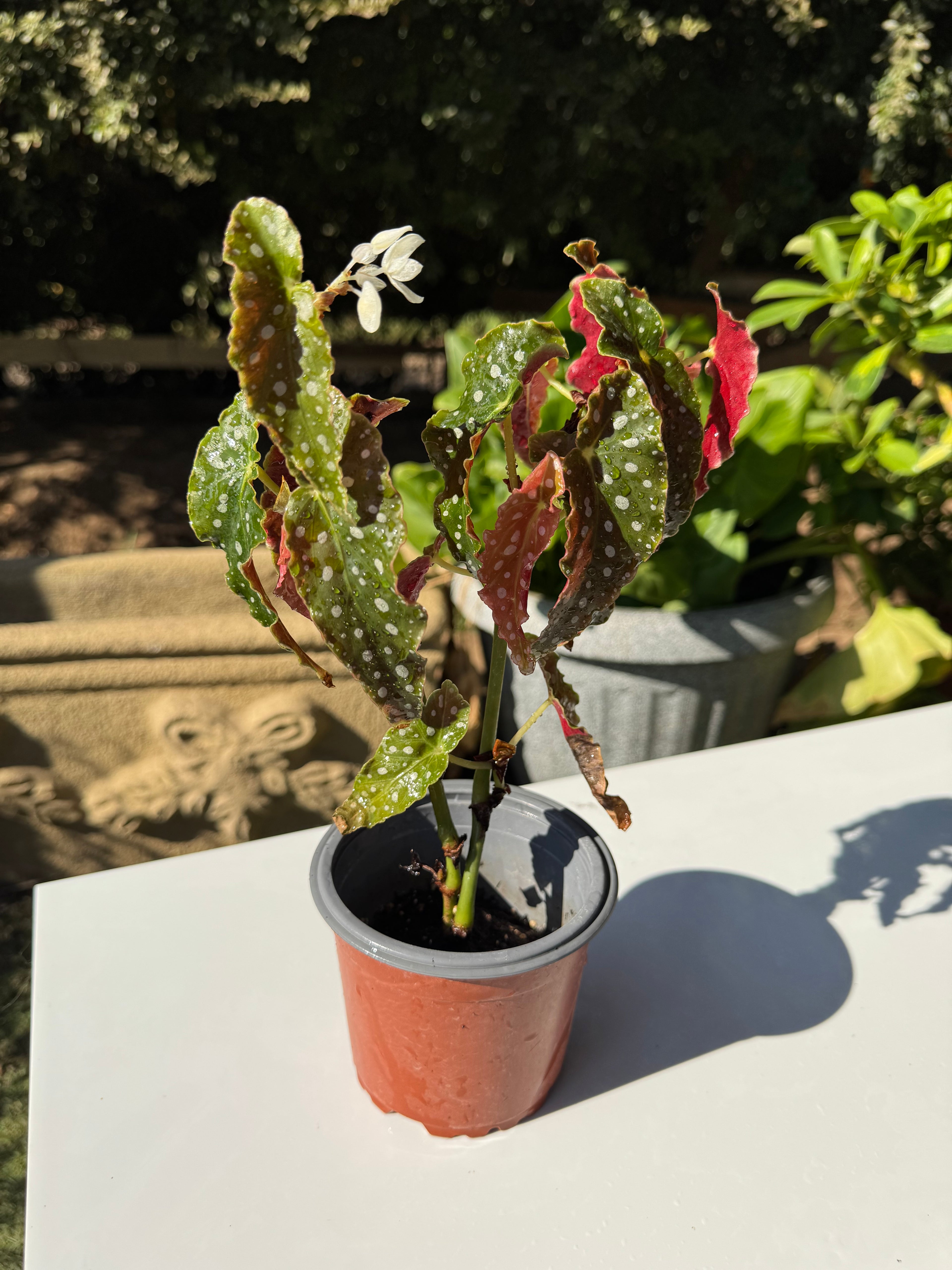 Begonia Maculata