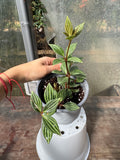 Peperomia Puteolata