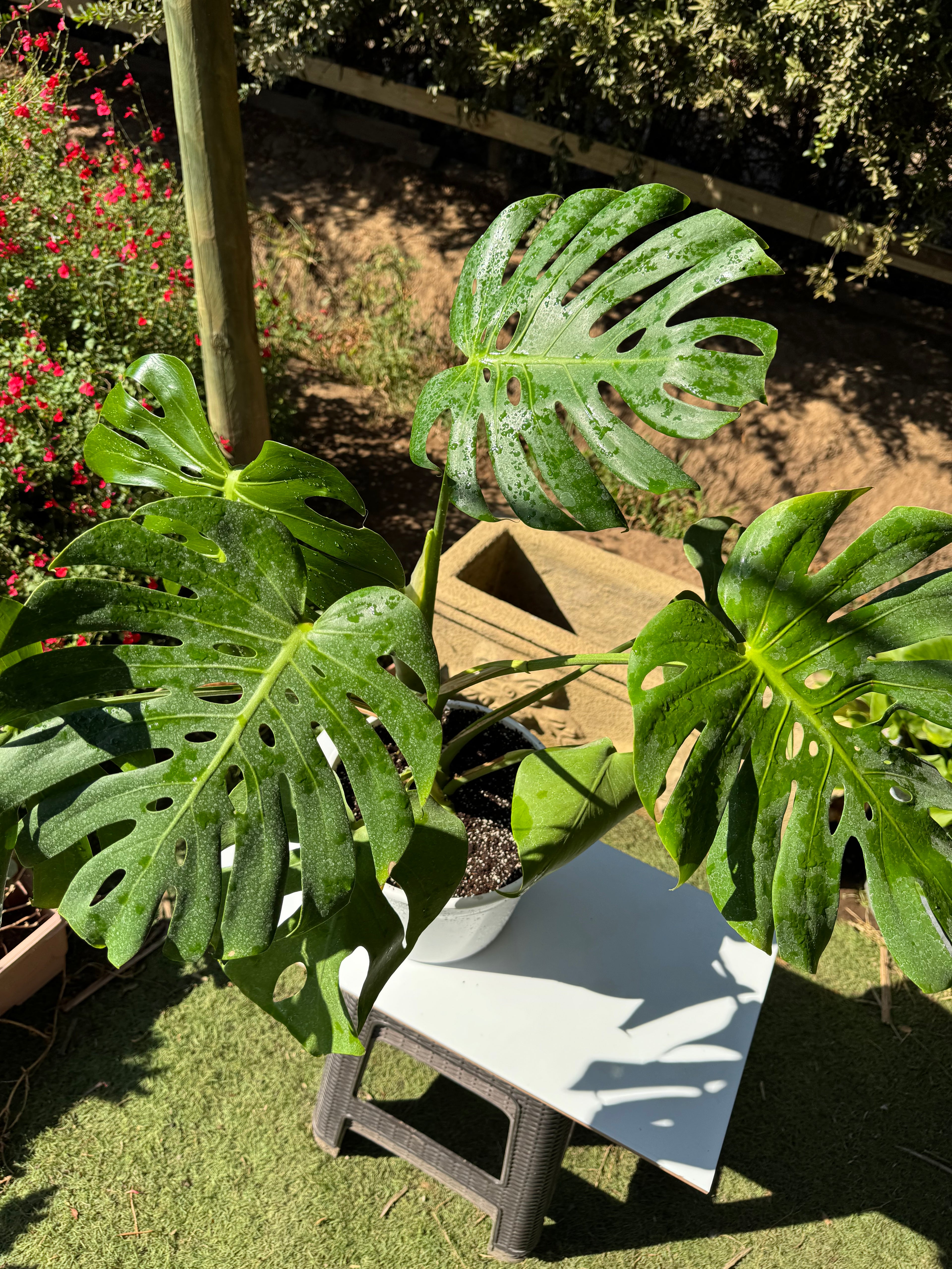 Monstera Deliciosa