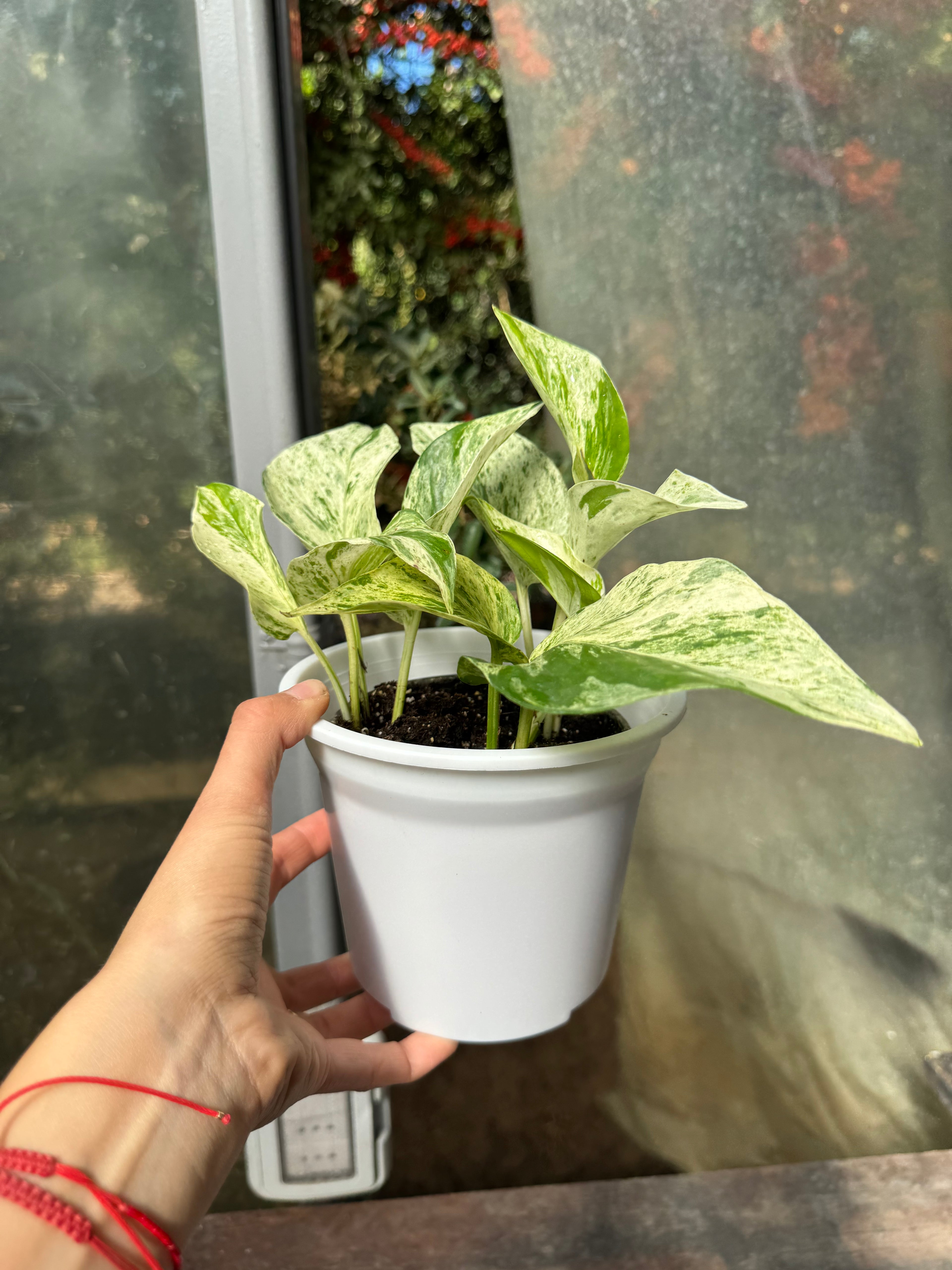 Pothus Marble Queen