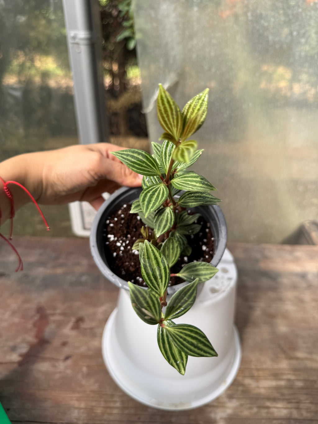 Peperomia Puteolata