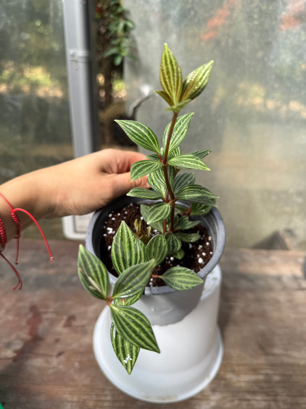 Peperomia Puteolata