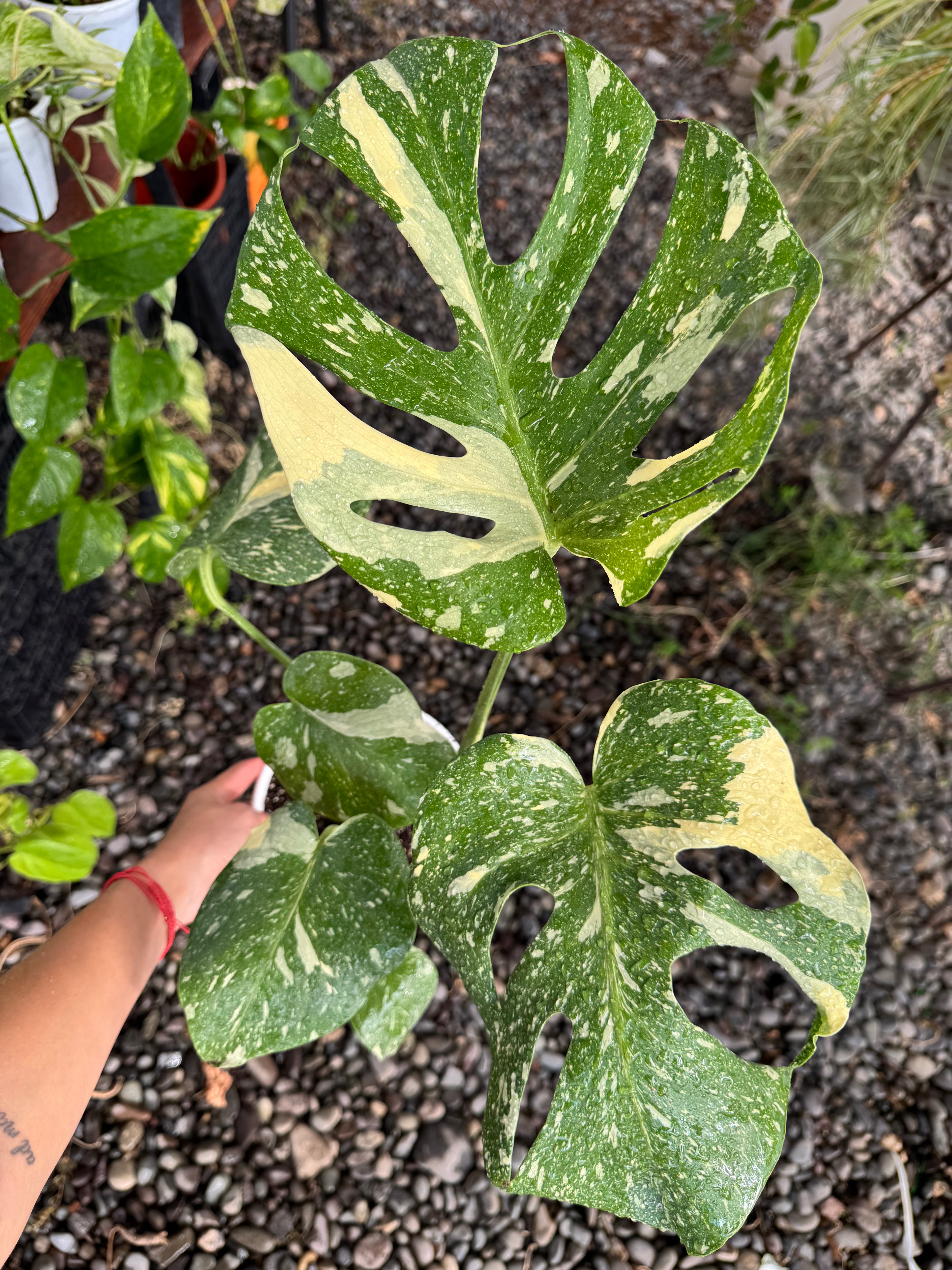 Monstera Thai Constellation