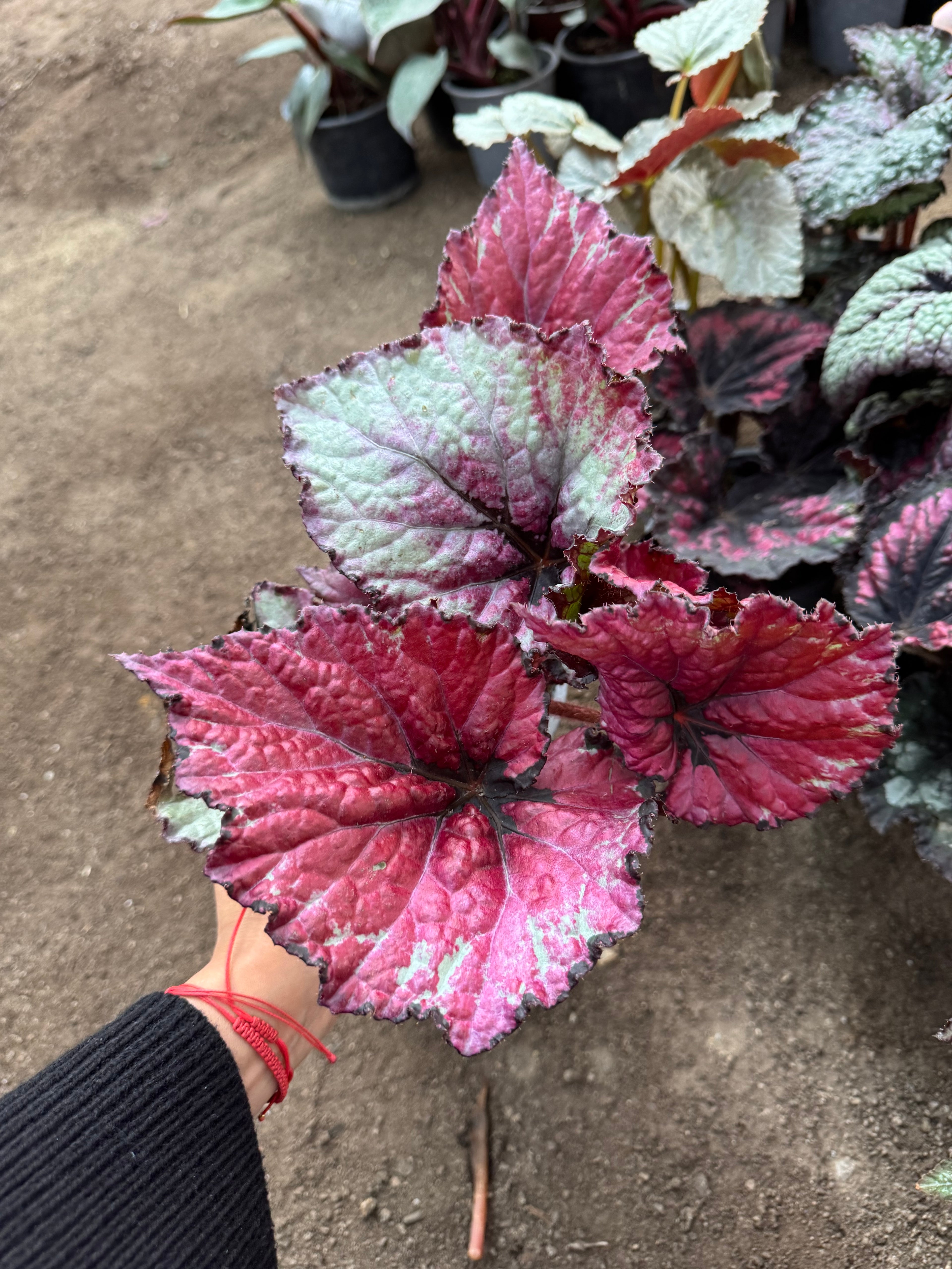 Begonia variedades