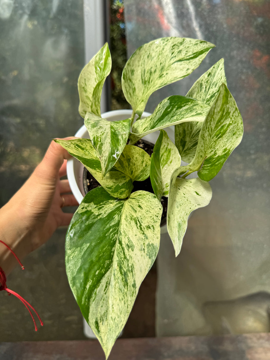 Pothus Marble Queen