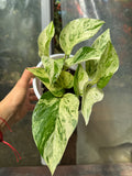 Pothus Marble Queen