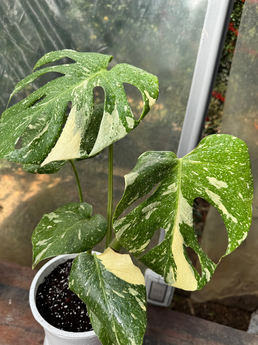 Monstera Thai Constellation