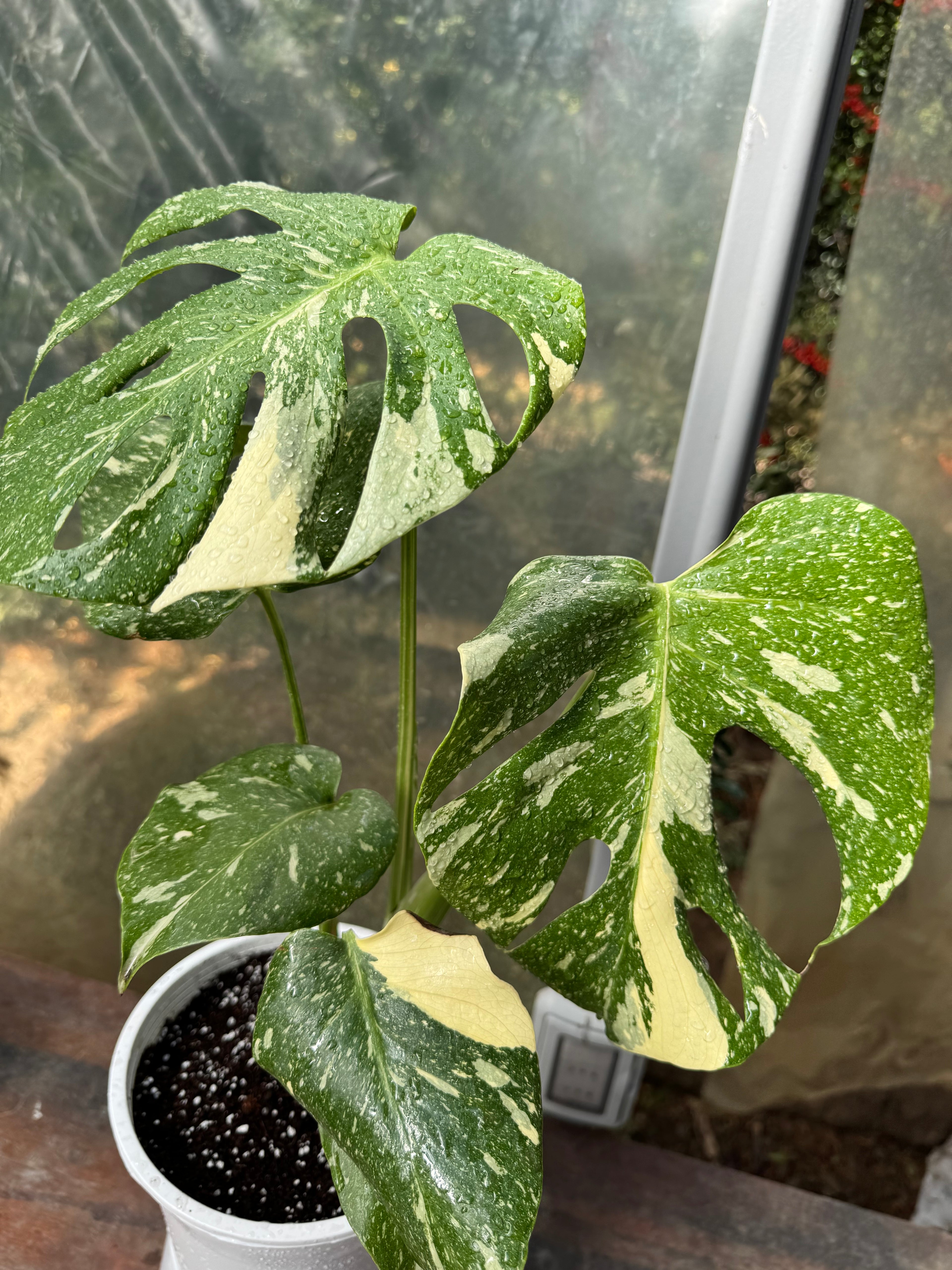 Monstera Thai Constellation