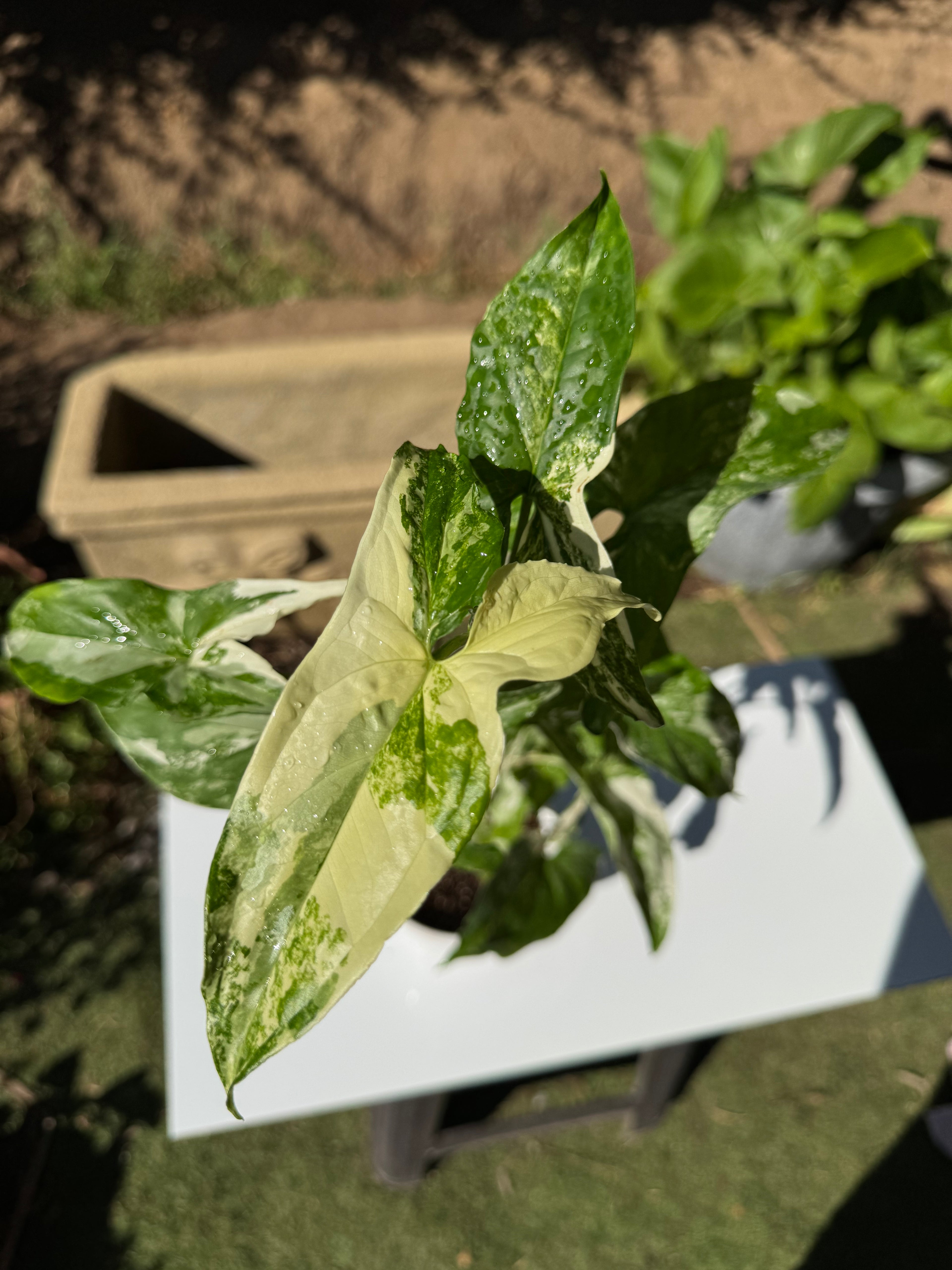 Singonio Variegado