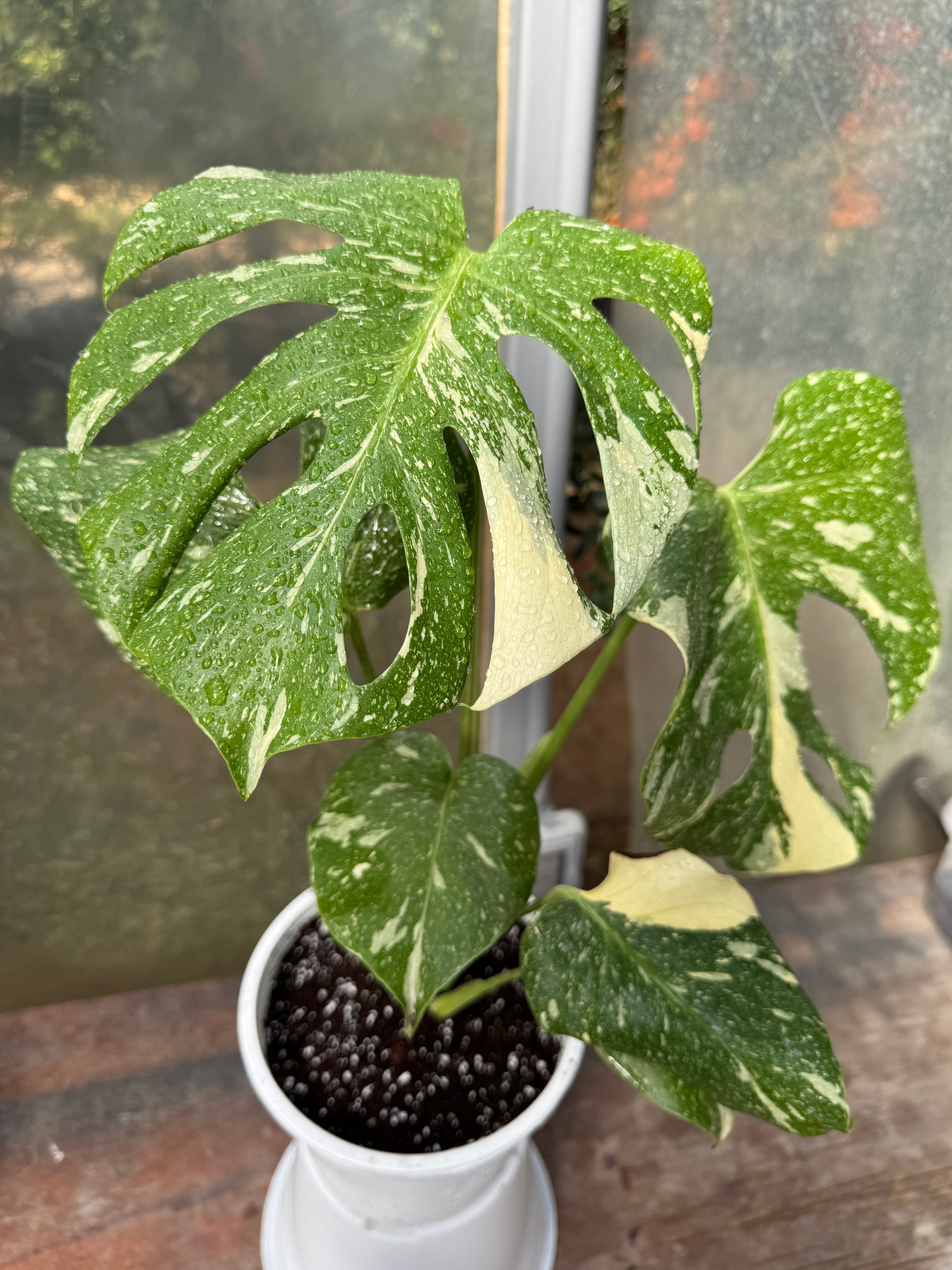 Monstera Thai Constellation