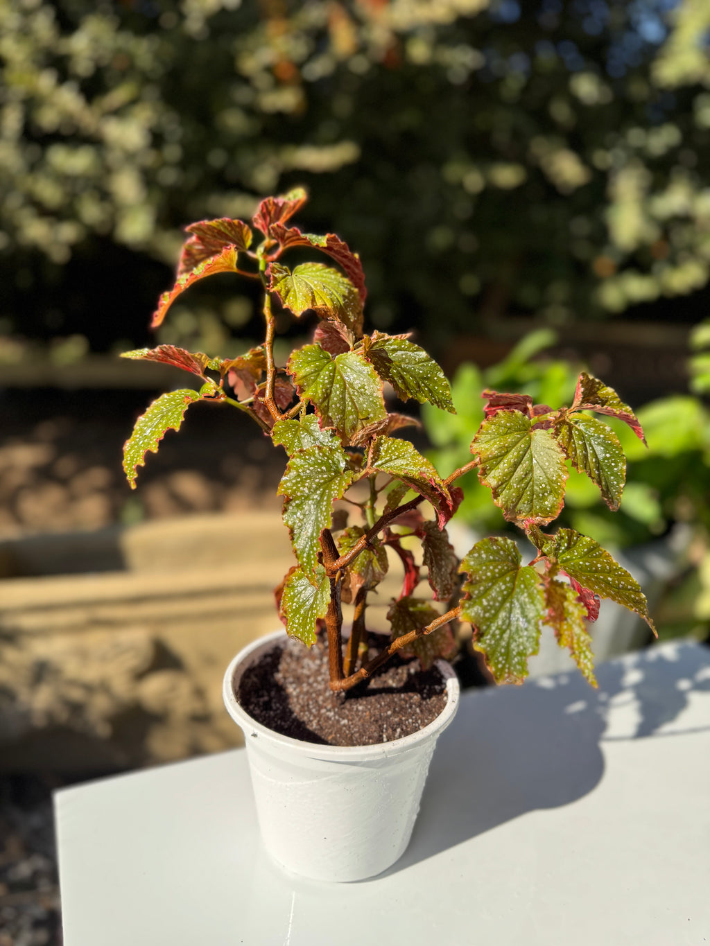 Begonia Alita de Ángel