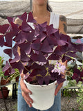 Oxalis