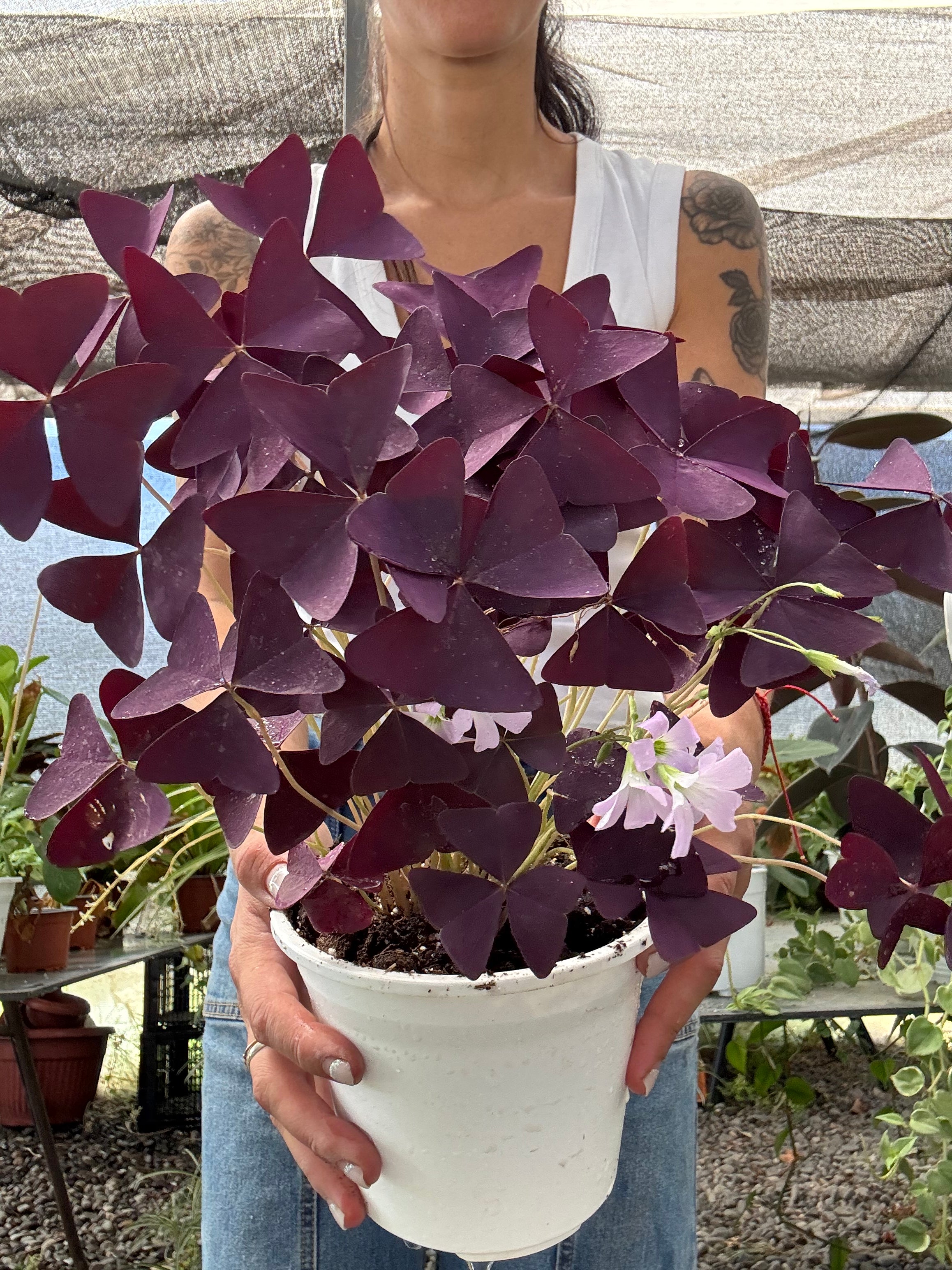Oxalis