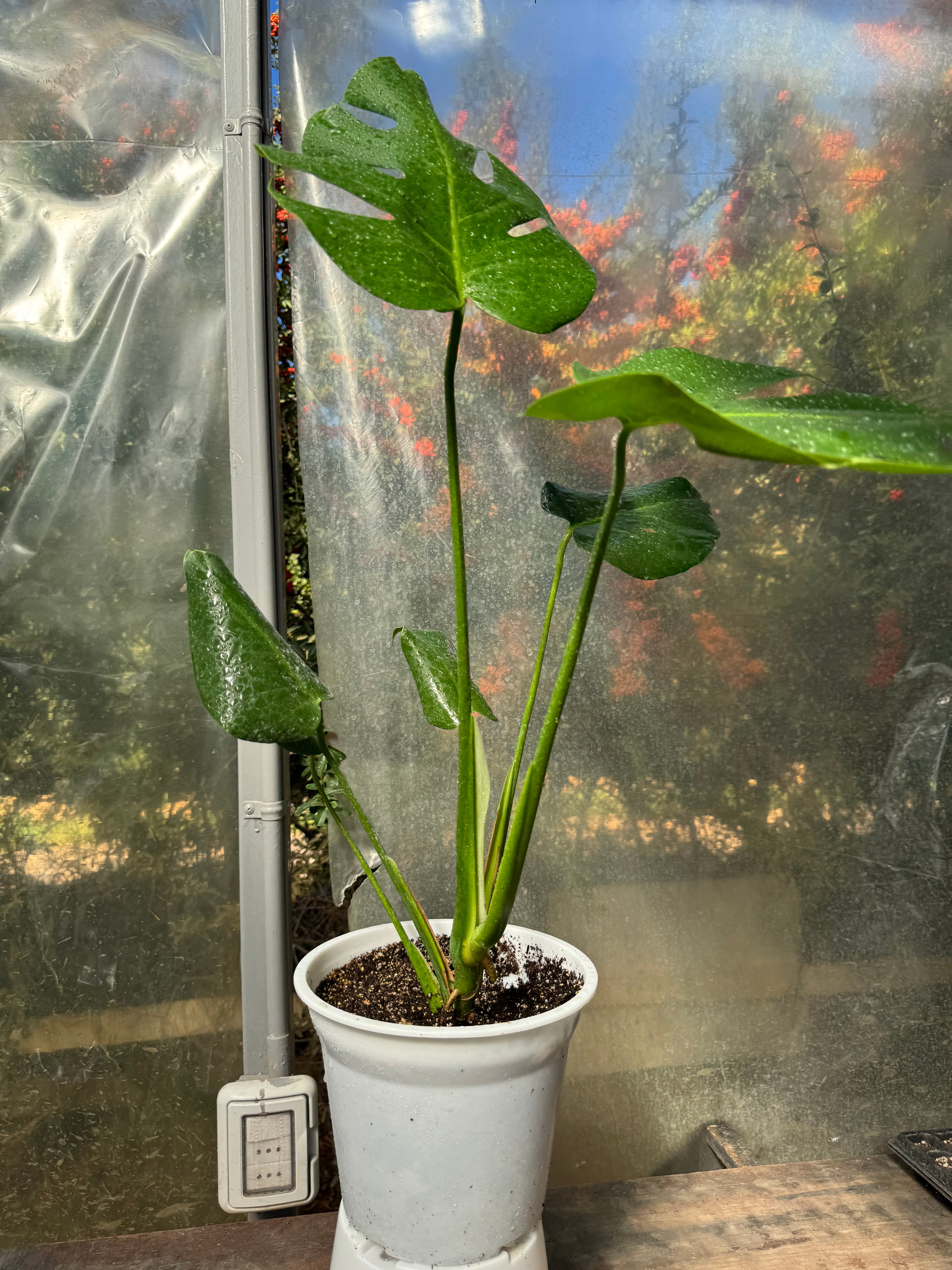Monstera deliciosa S