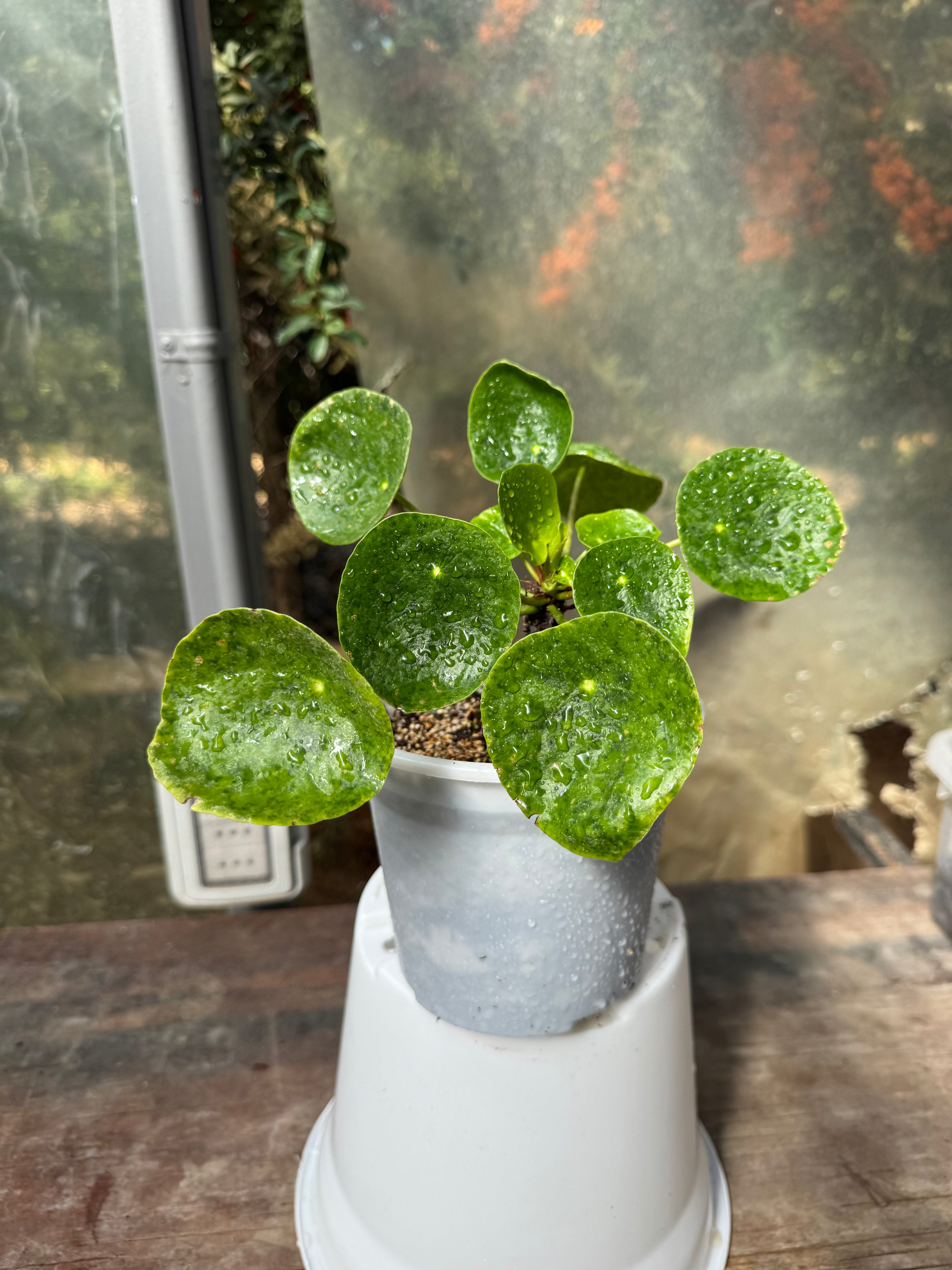 Pilea Peperomioides
