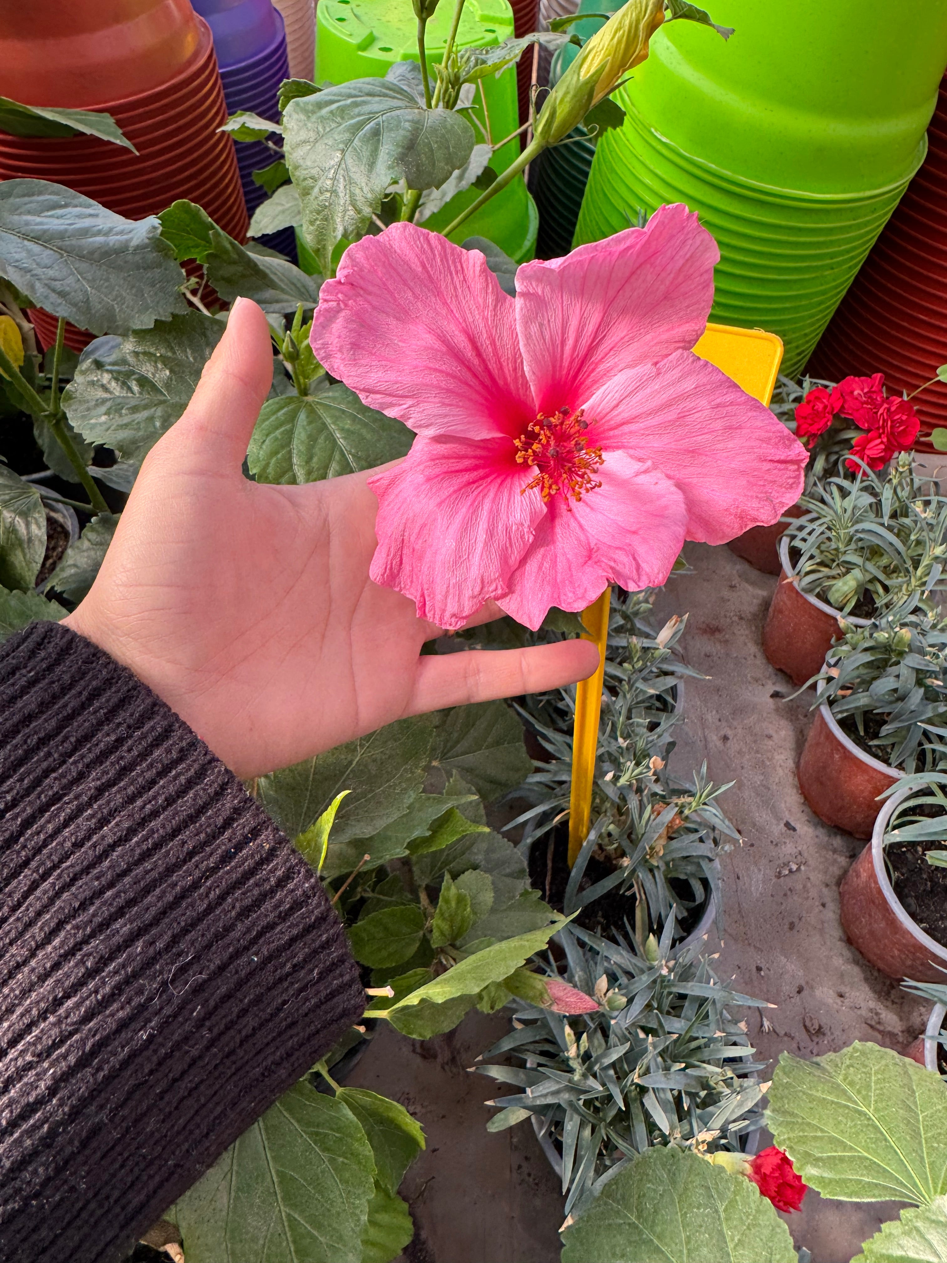 Hibisco