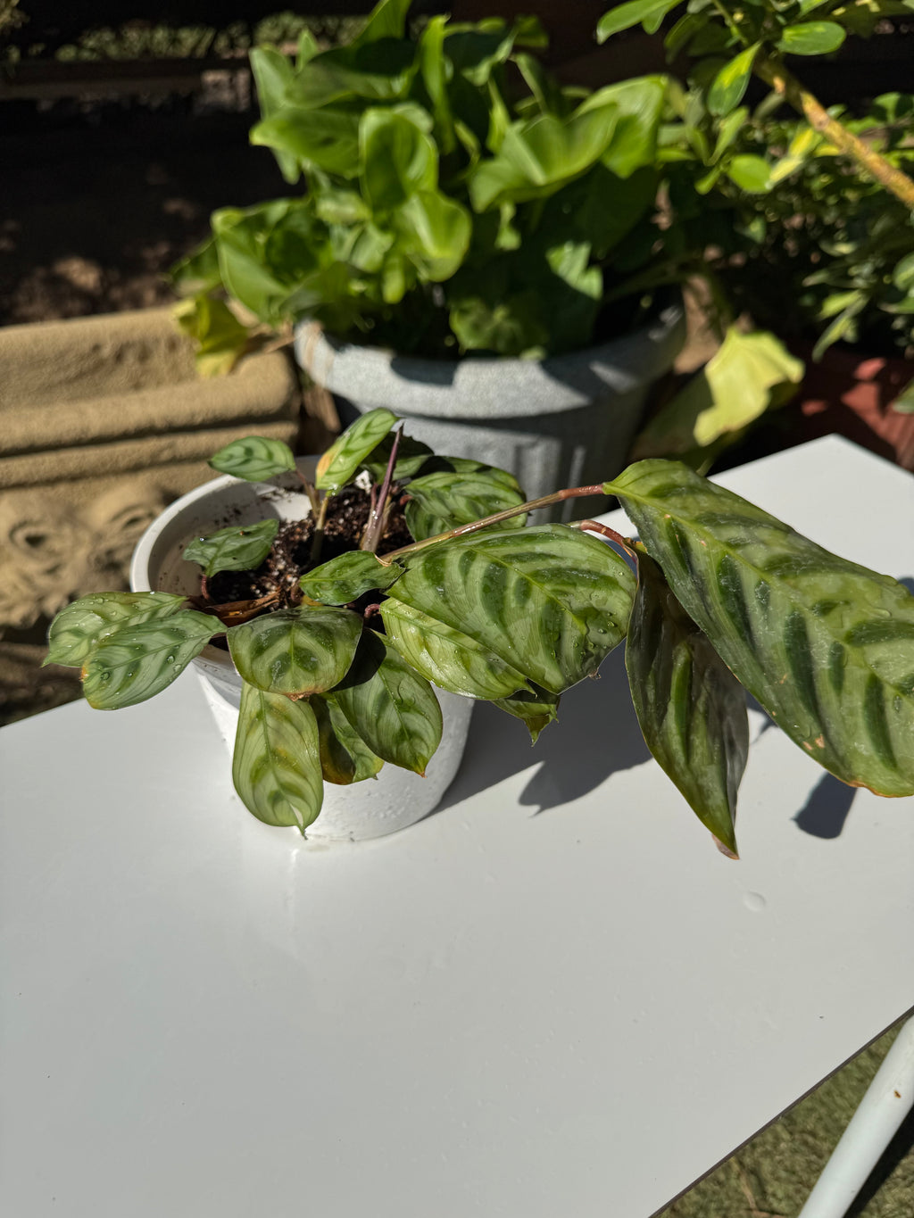 Calathea Burle Marxii