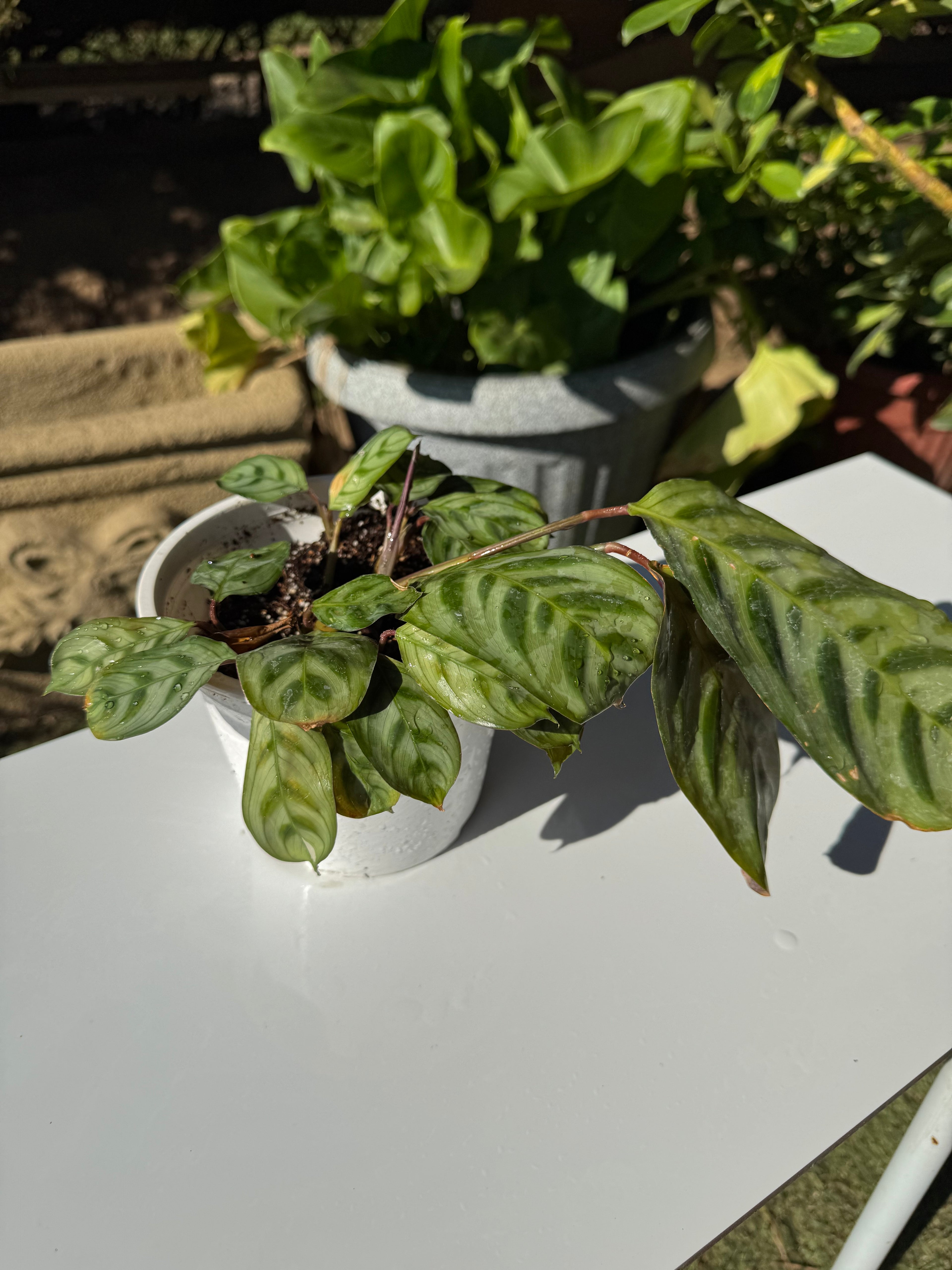 Calathea Burle Marxii