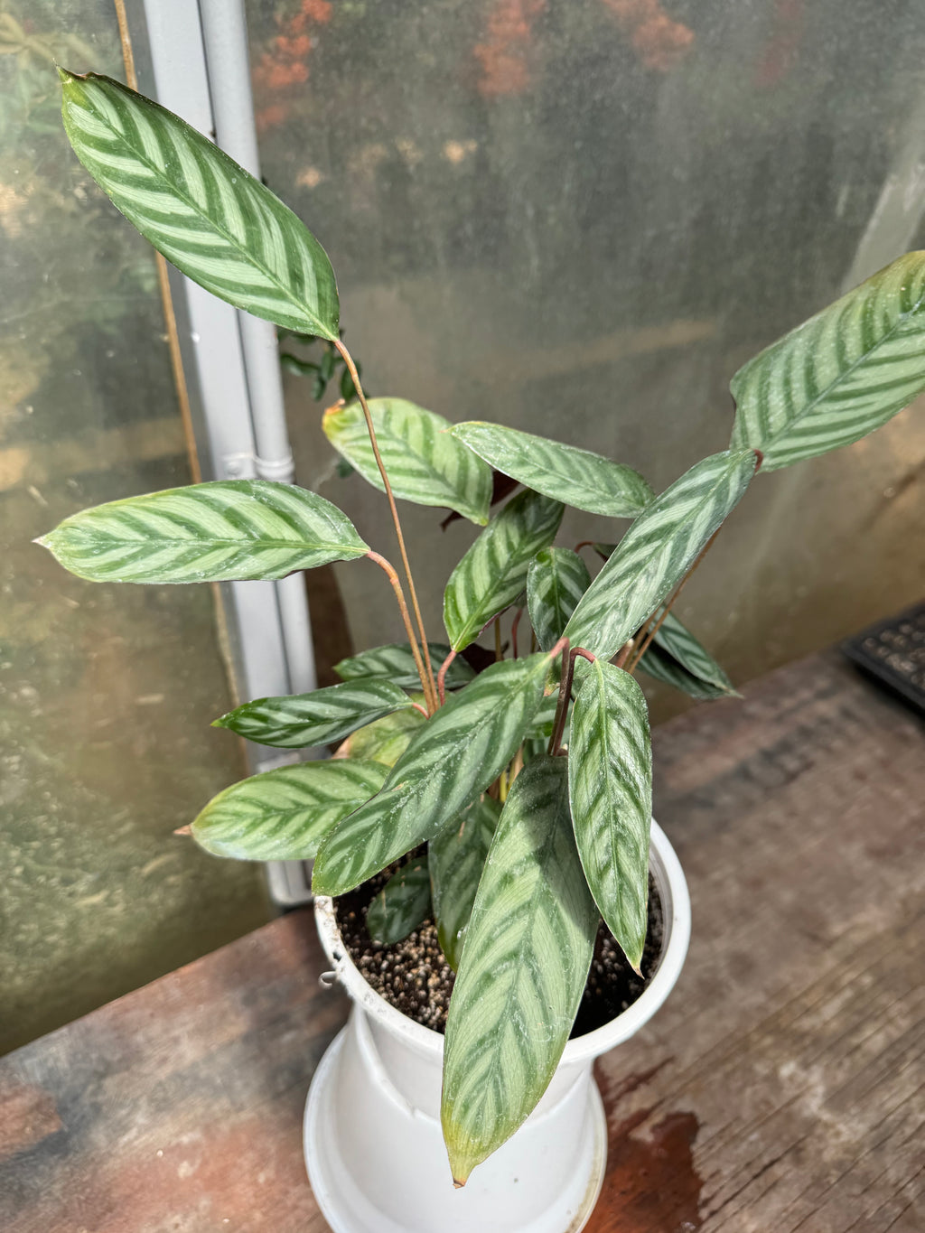 Calathea Setosa