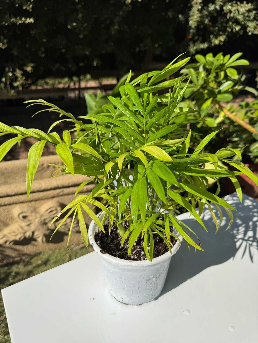 Chamadorea Elegans S
